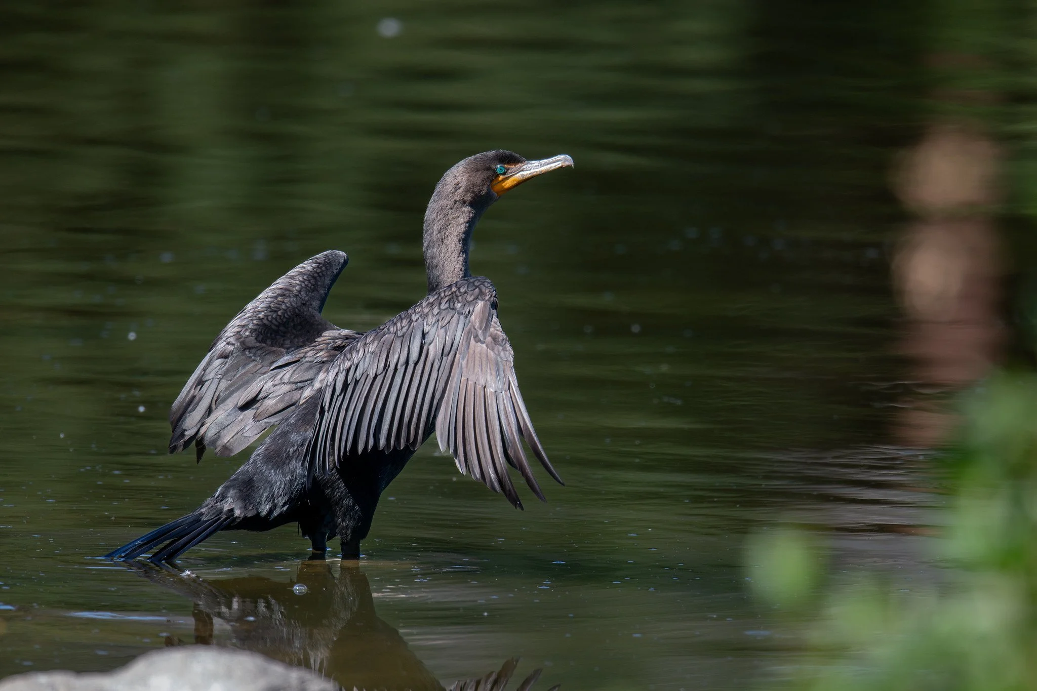 Double-crested Cormorant (Nannopterum auritum)