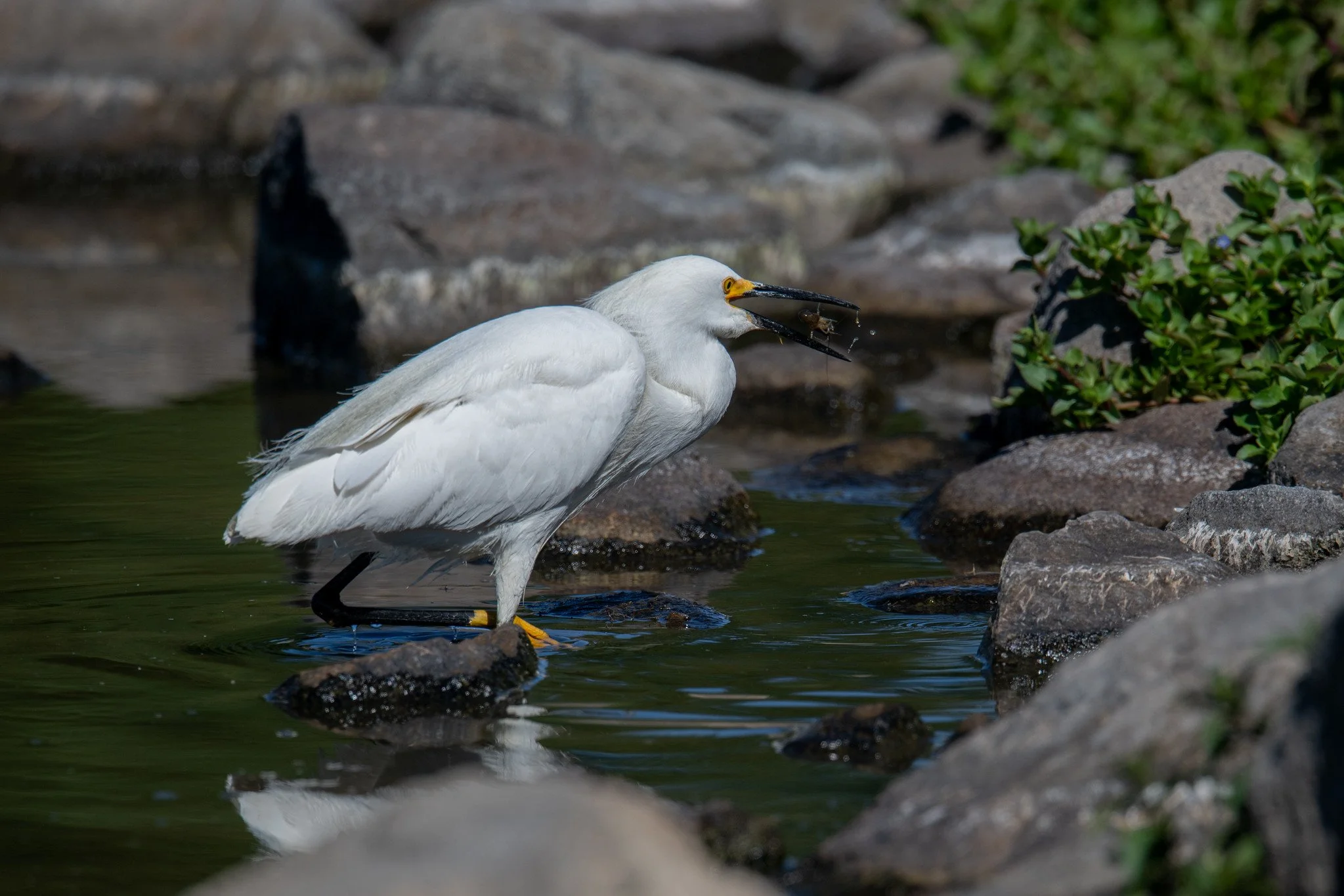 Snowy Egret (Egretta thula)