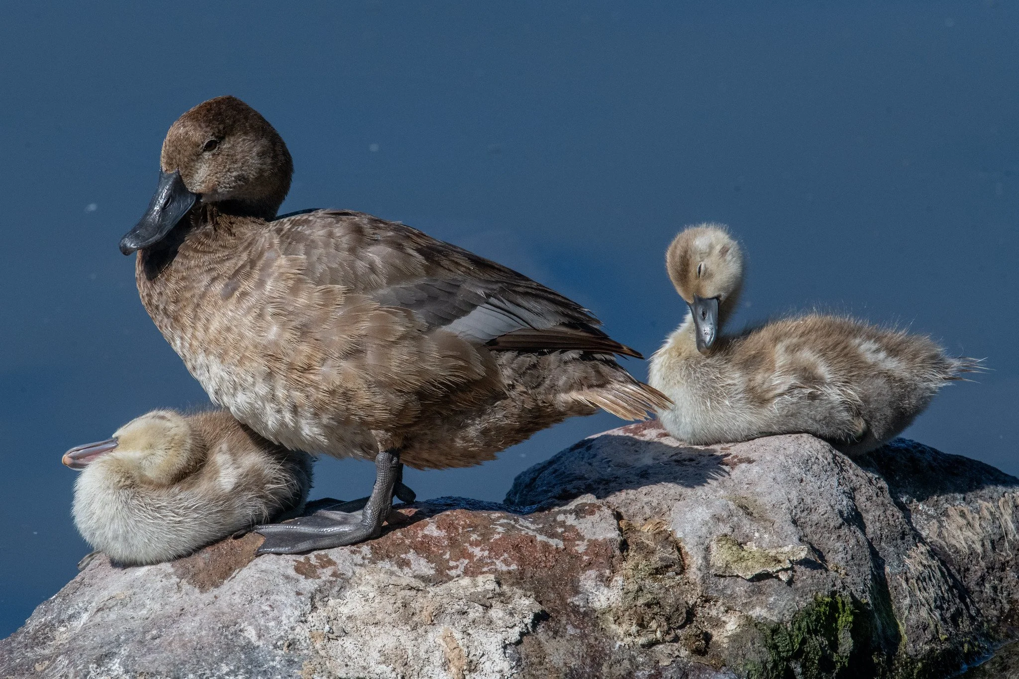 Redhead (Aythya americana)