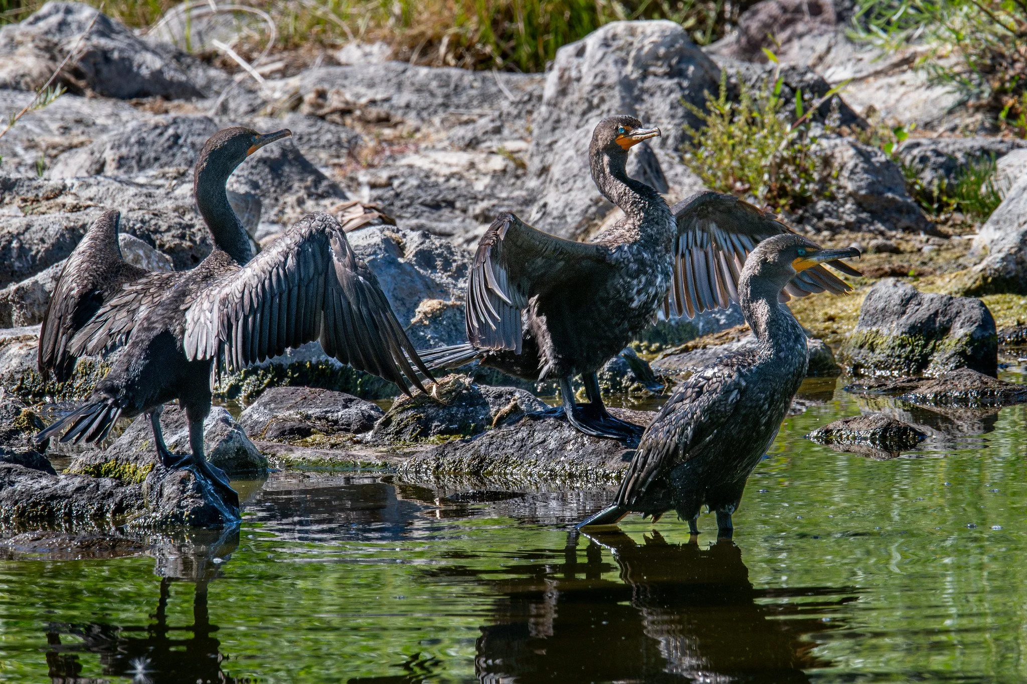 Double-crested Cormorant (Nannopterum auritum)