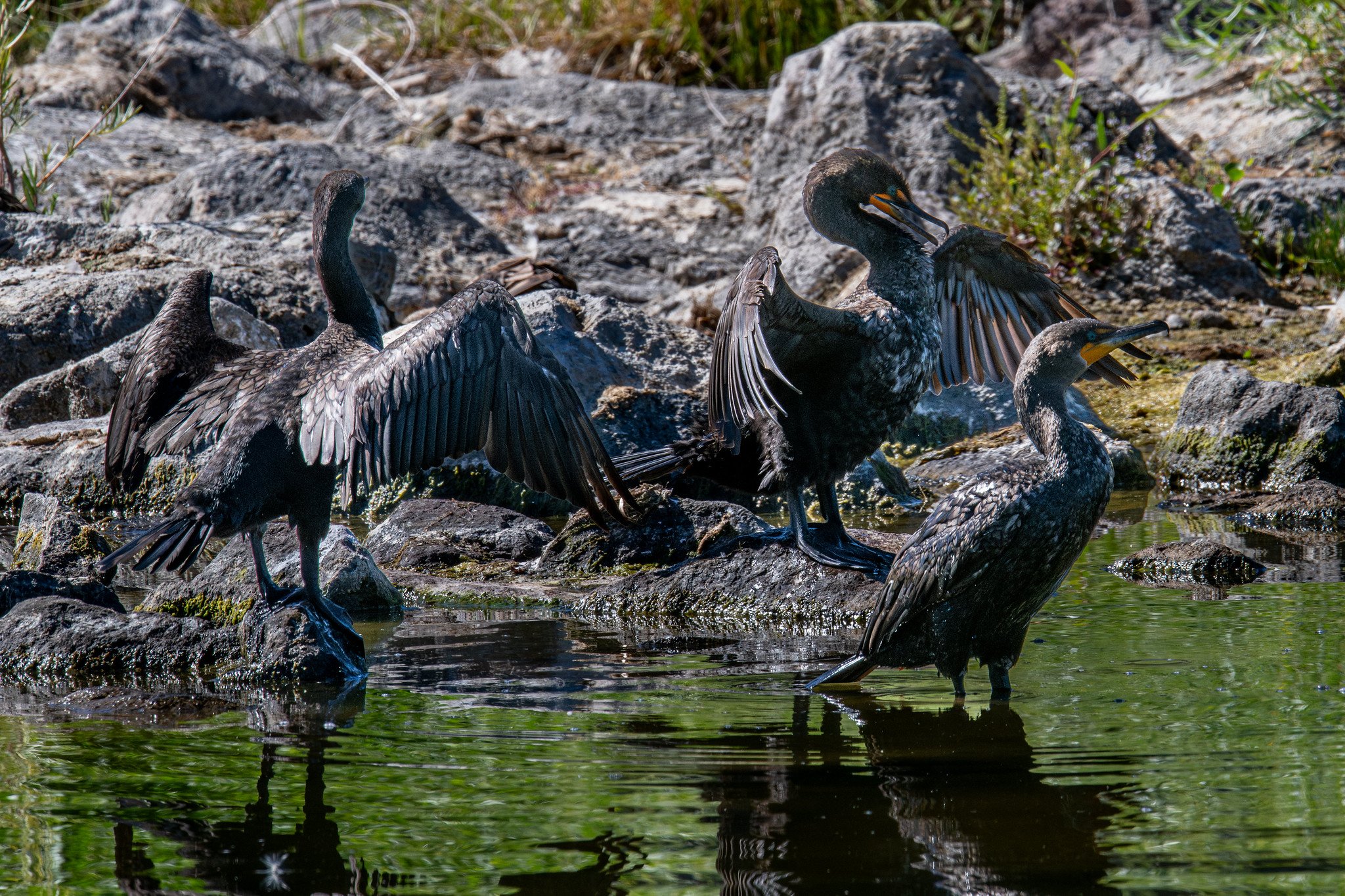 Double-crested Cormorant (Nannopterum auritum)
