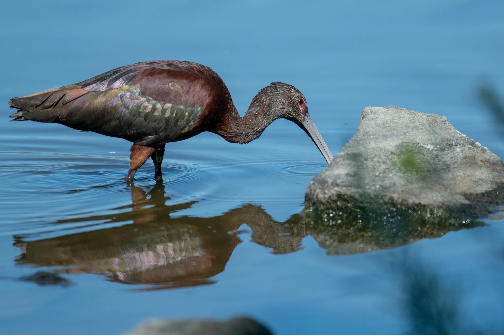 White-faced Ibis (Plegadis chihi)