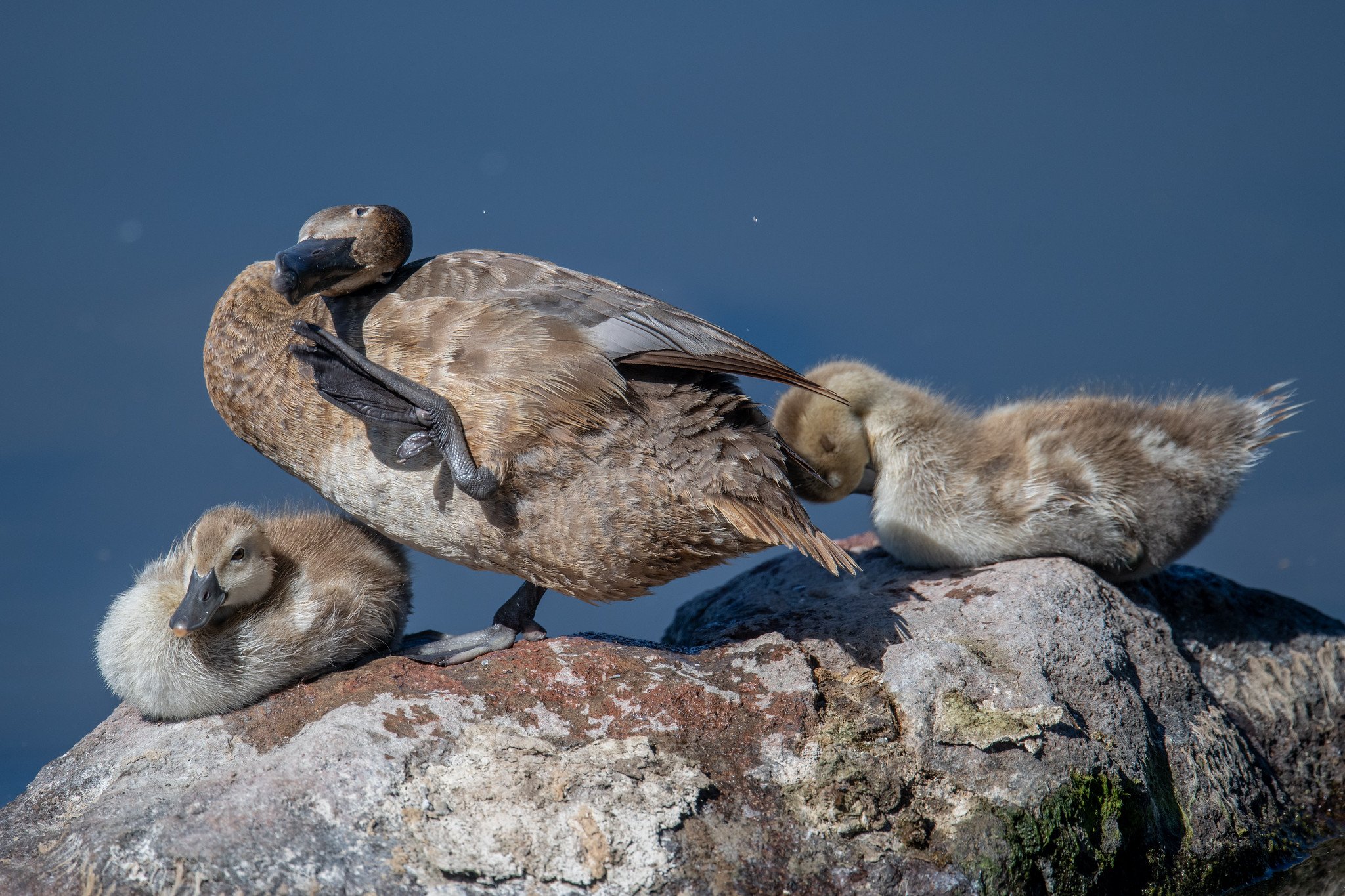 Redhead (Aythya americana)