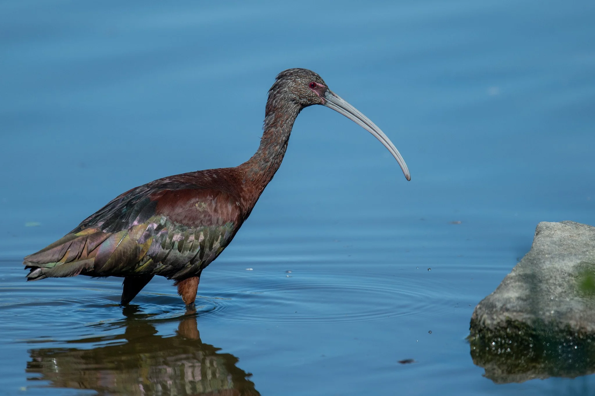 White-faced Ibis (Plegadis chihi)