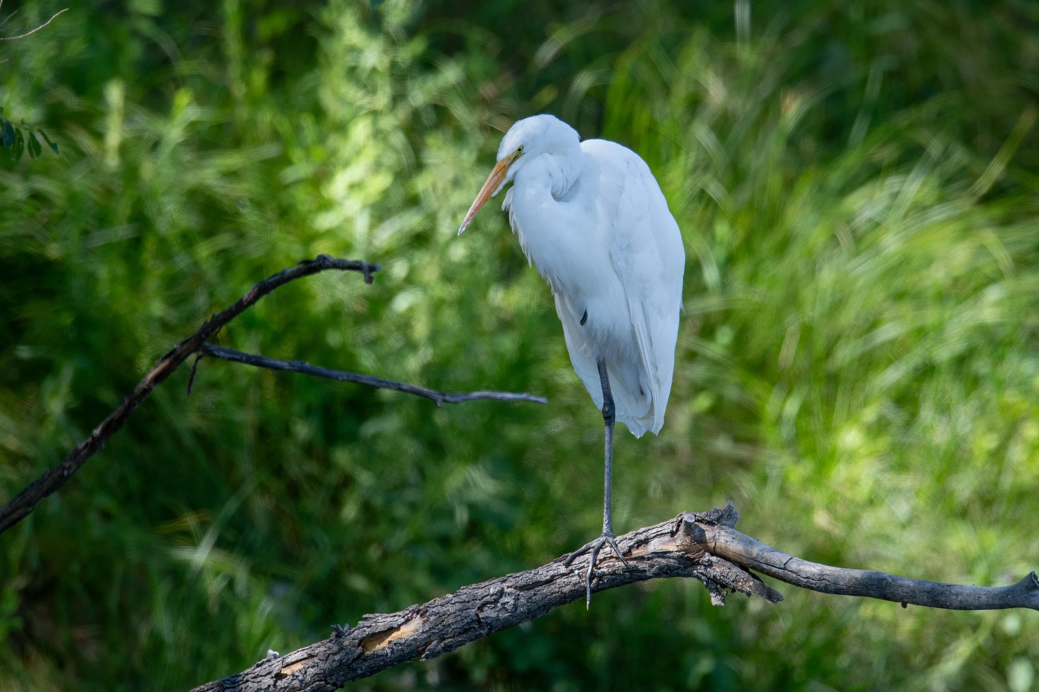 Great Egret (Ardea alba)