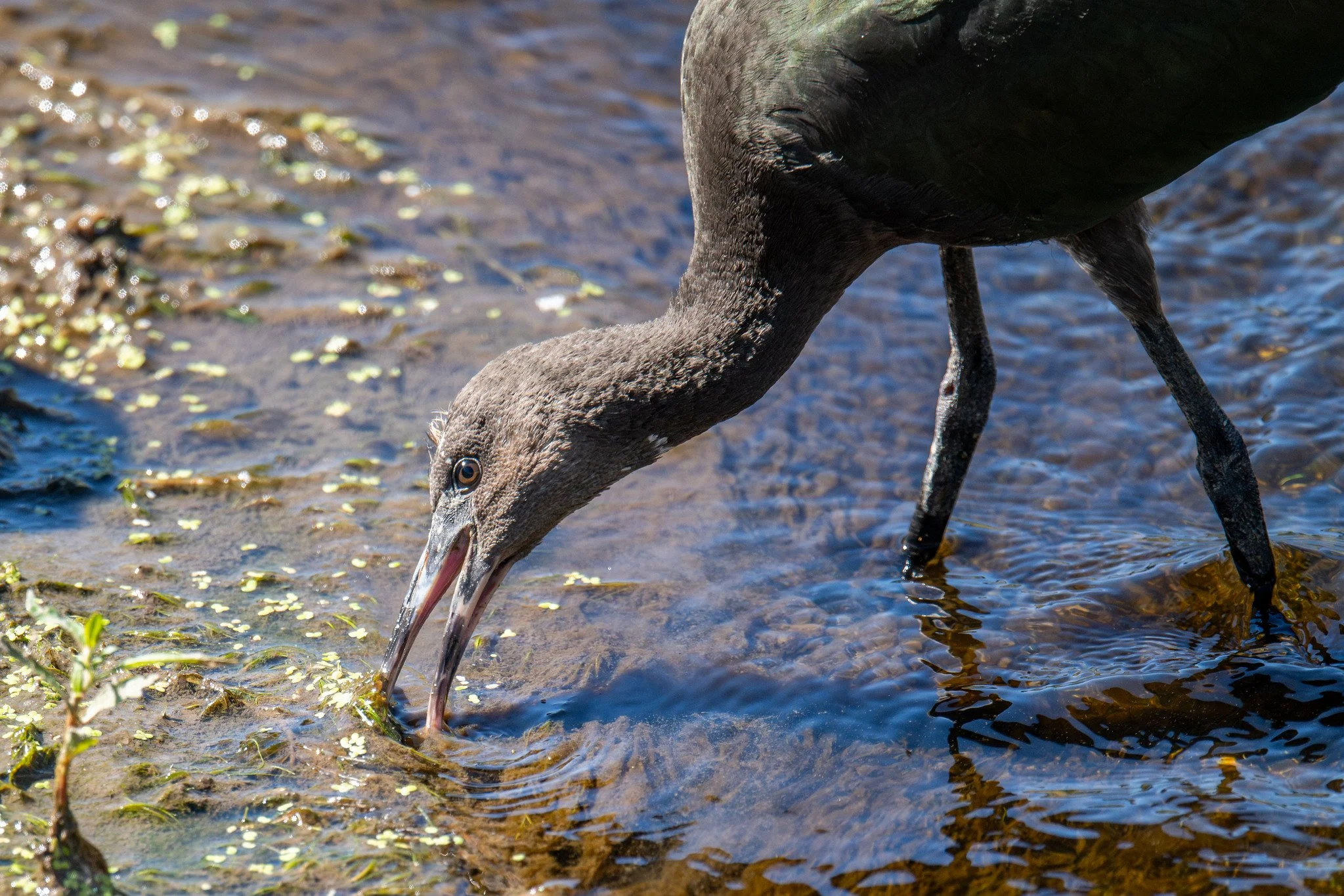 White-faced Ibis (Plegadis chihi)