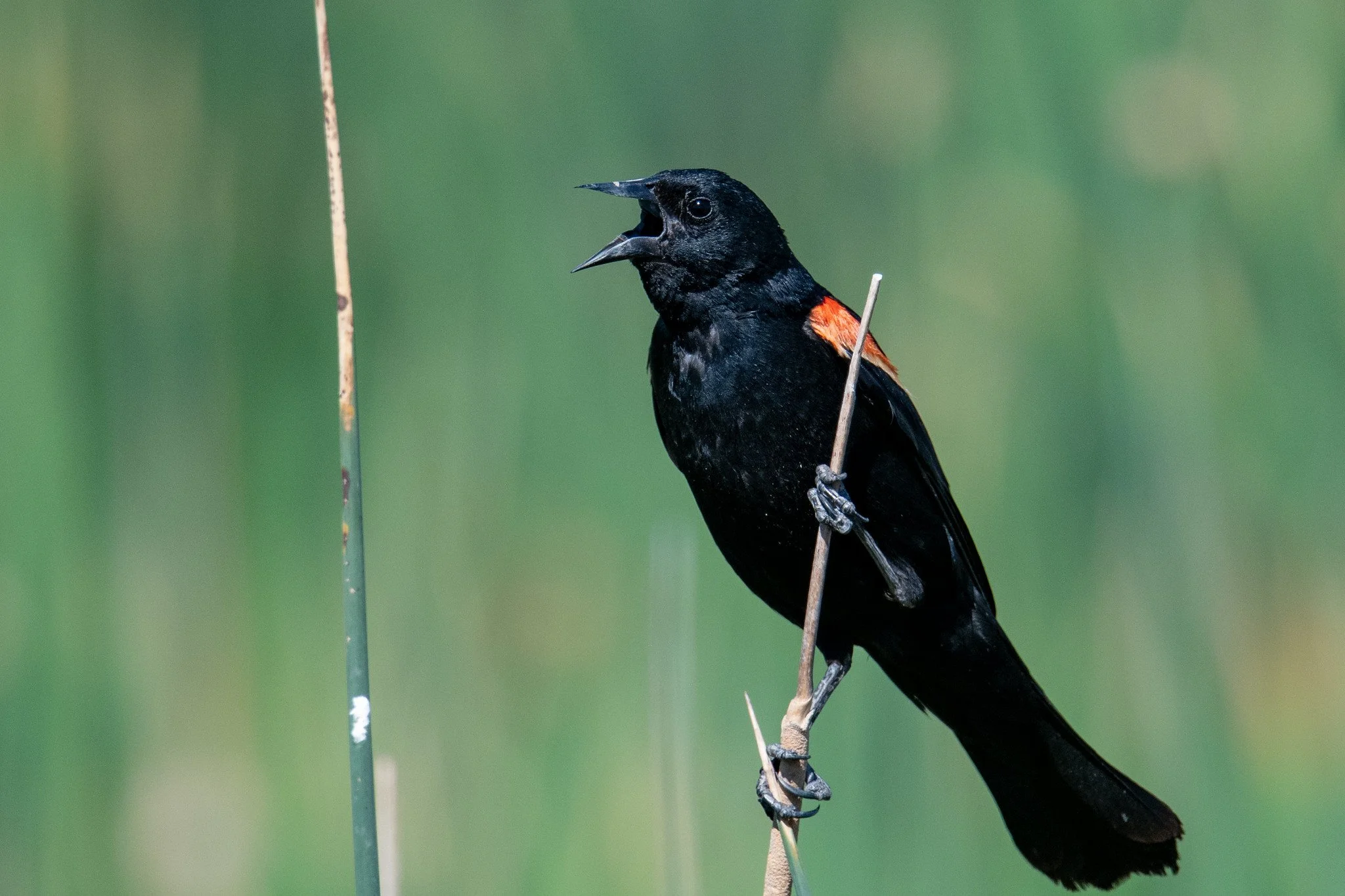 Red-winged Blackbird (Agelaius phoeniceus)