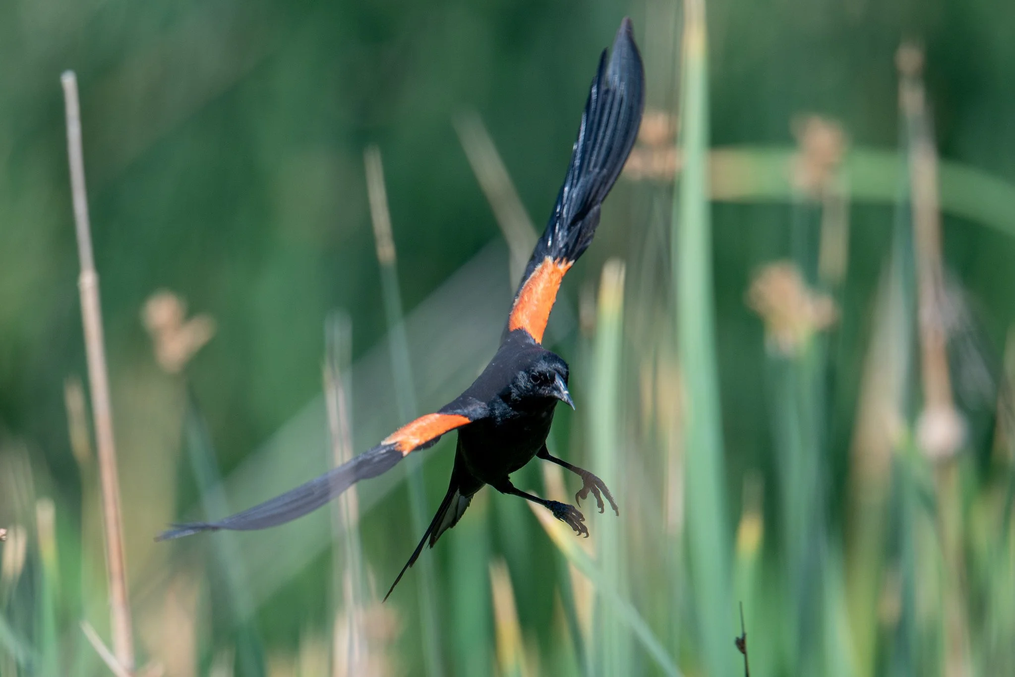 Red-winged Blackbird (Agelaius phoeniceus)