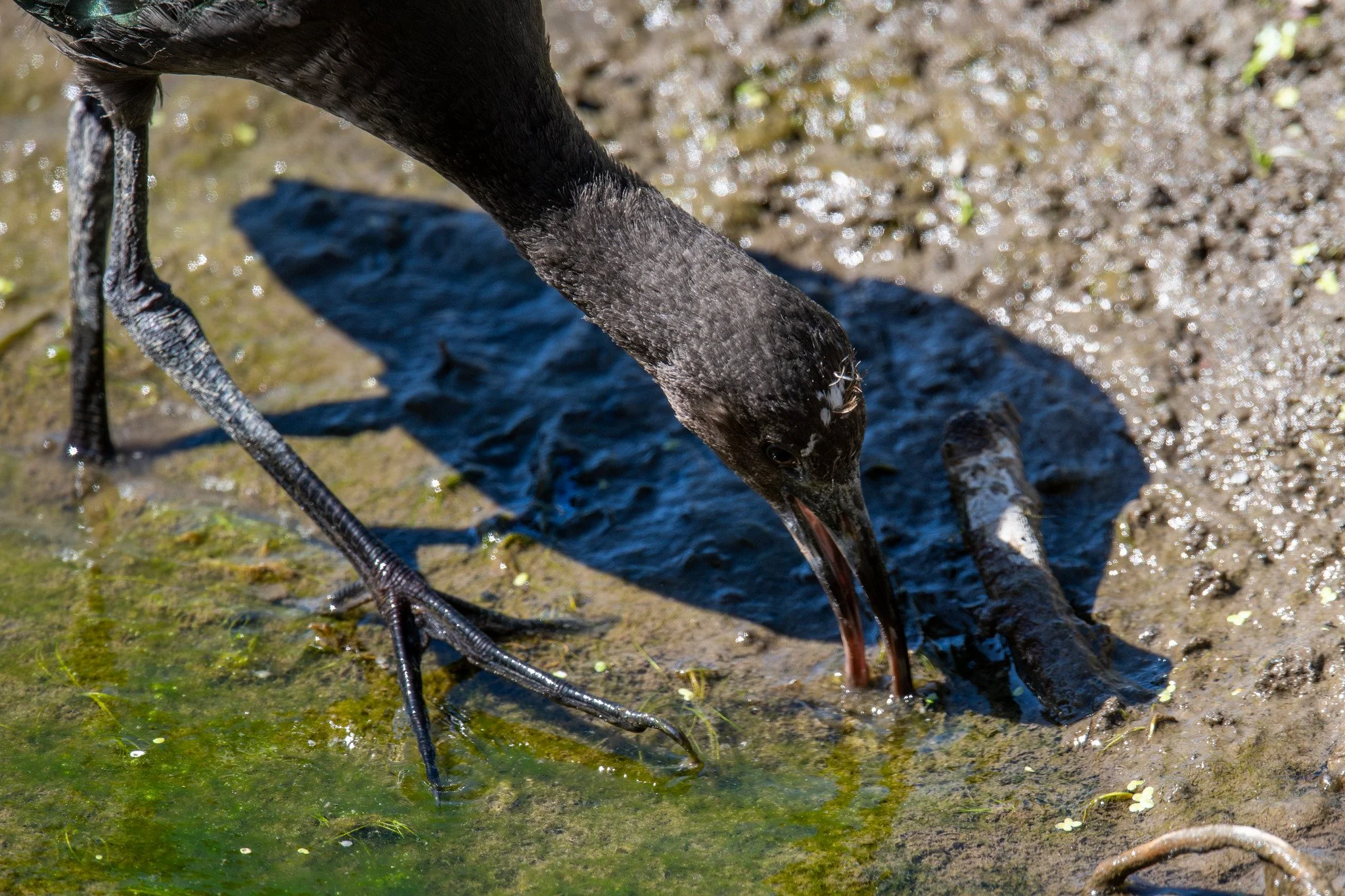 White-faced Ibis (Plegadis chihi)