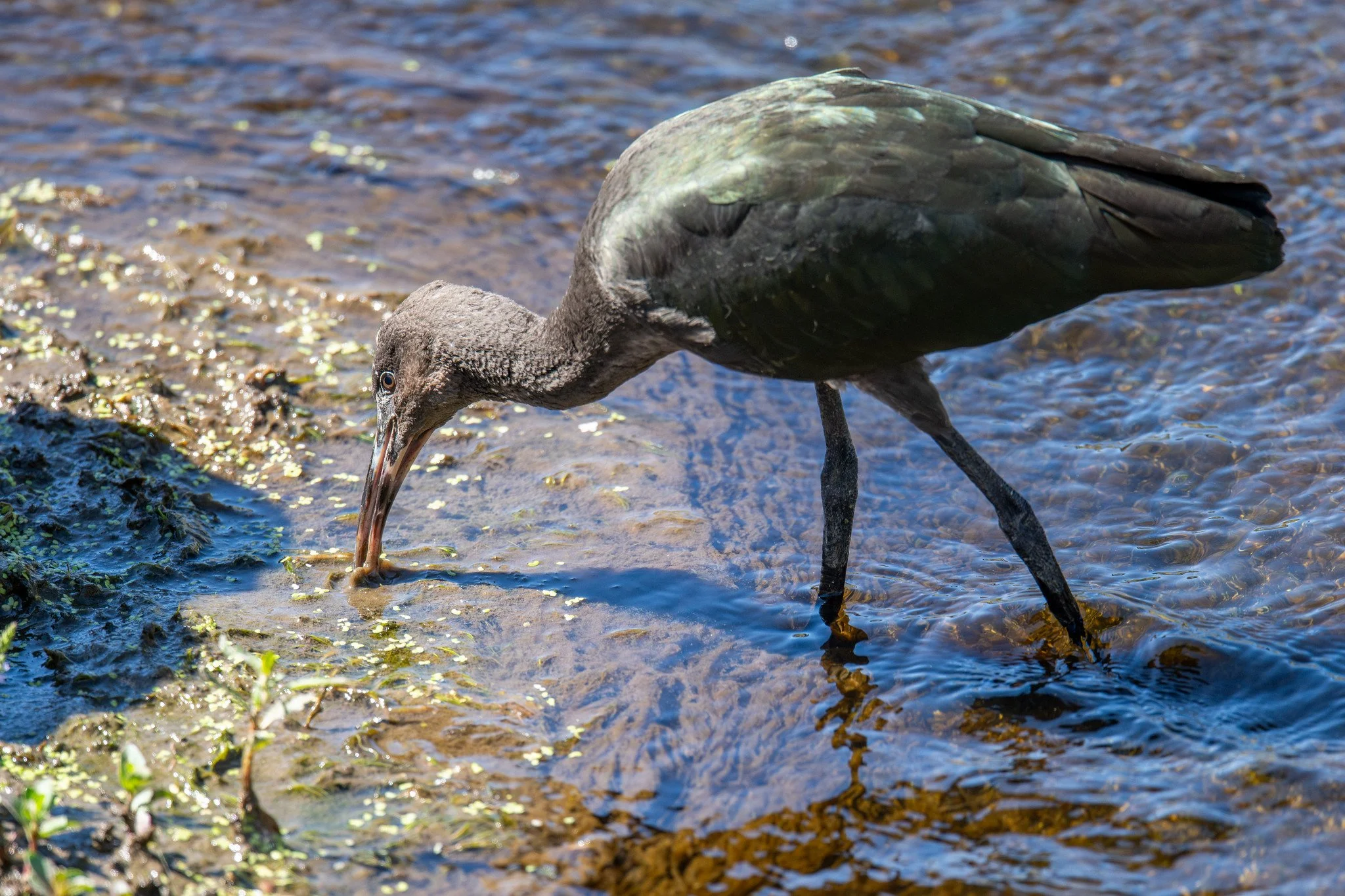 White-faced Ibis (Plegadis chihi)