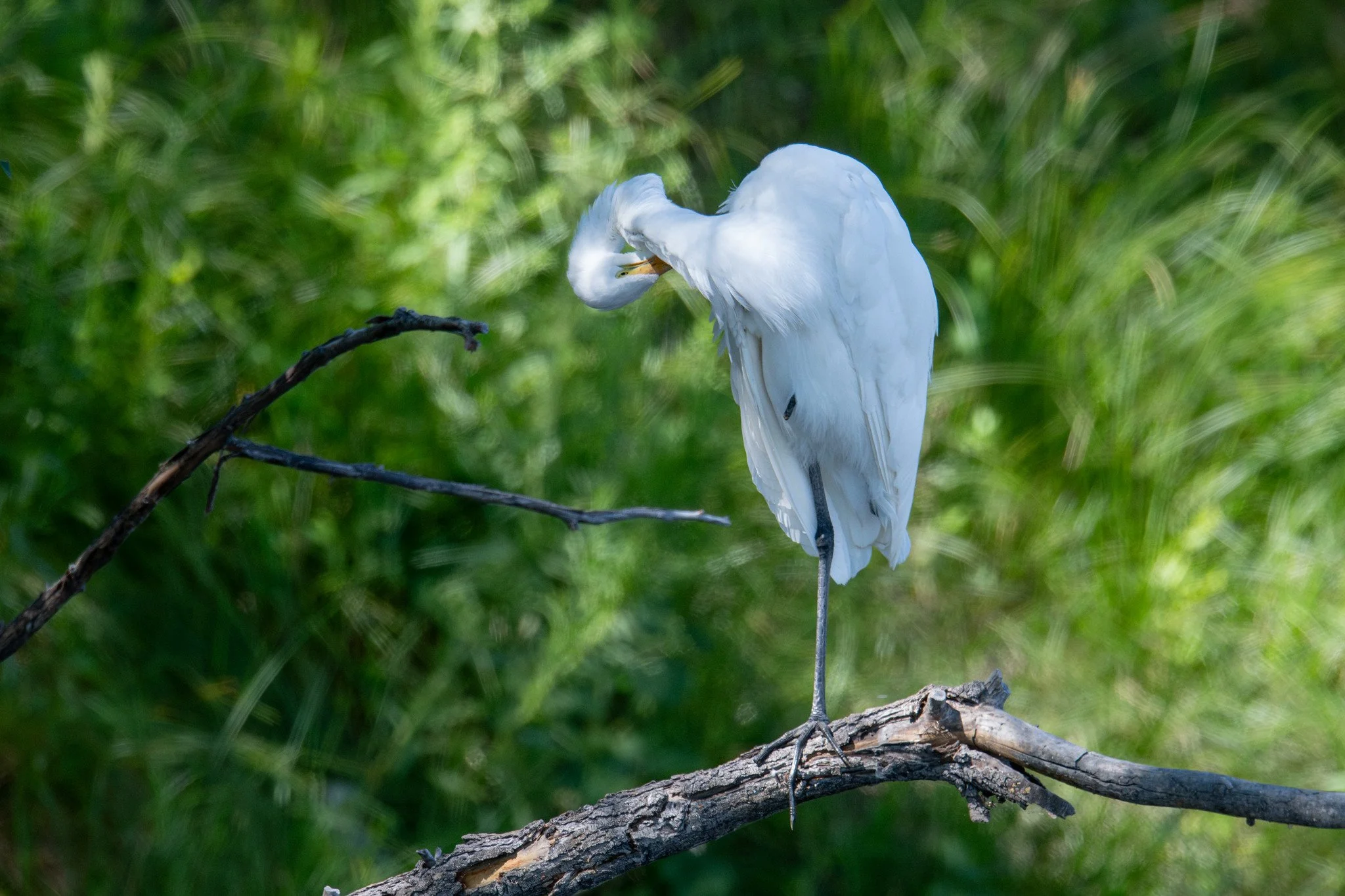 Great Egret (Ardea alba)
