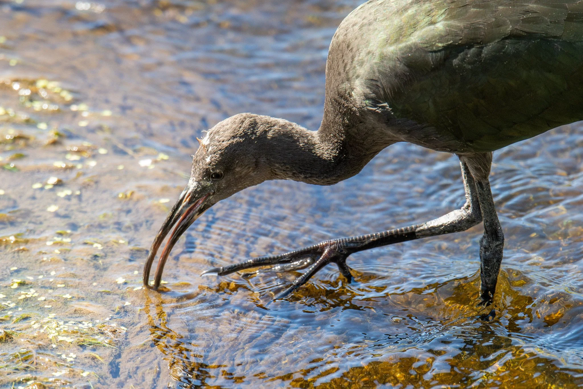 White-faced Ibis (Plegadis chihi)