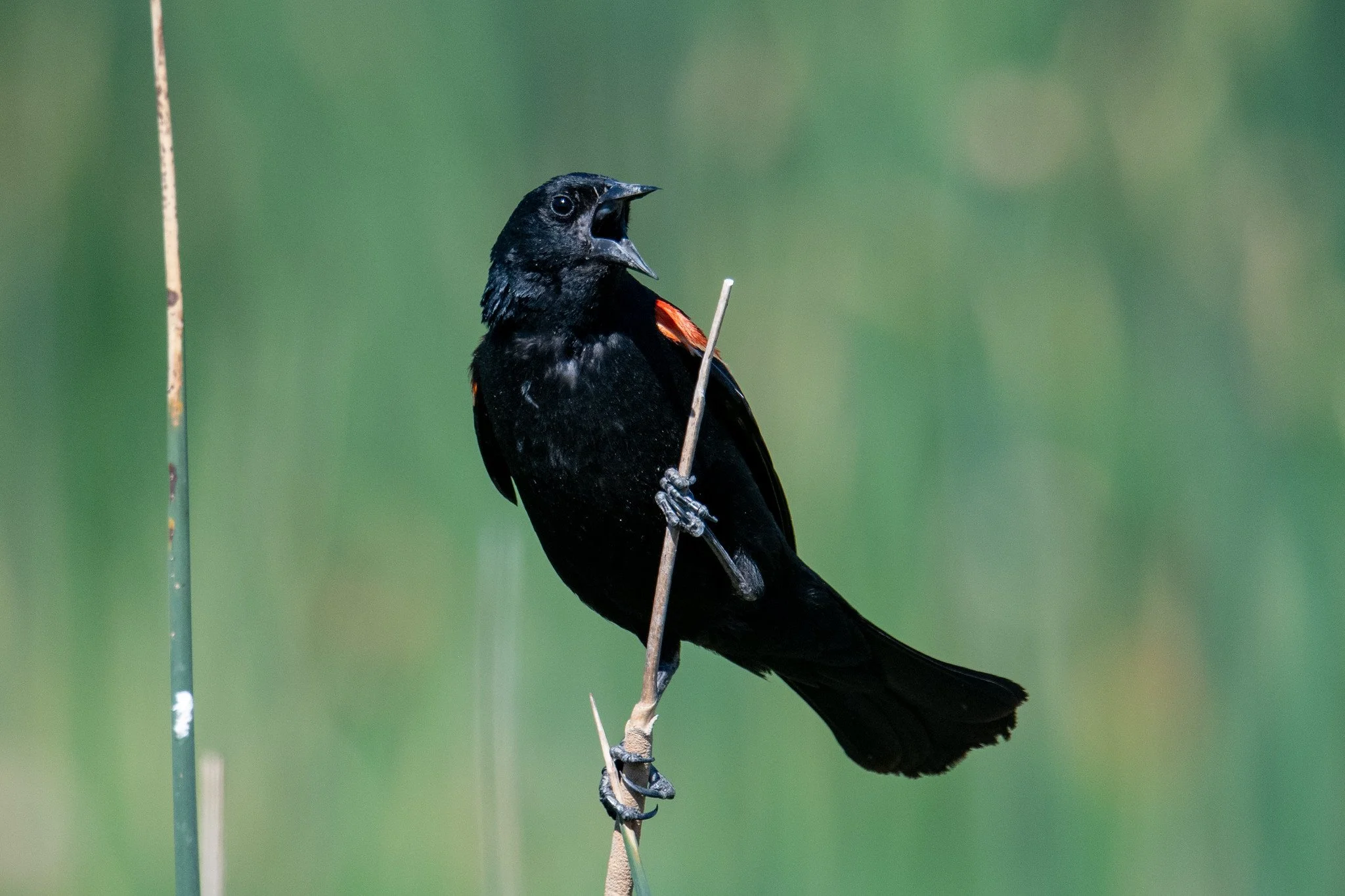 Red-winged Blackbird (Agelaius phoeniceus)