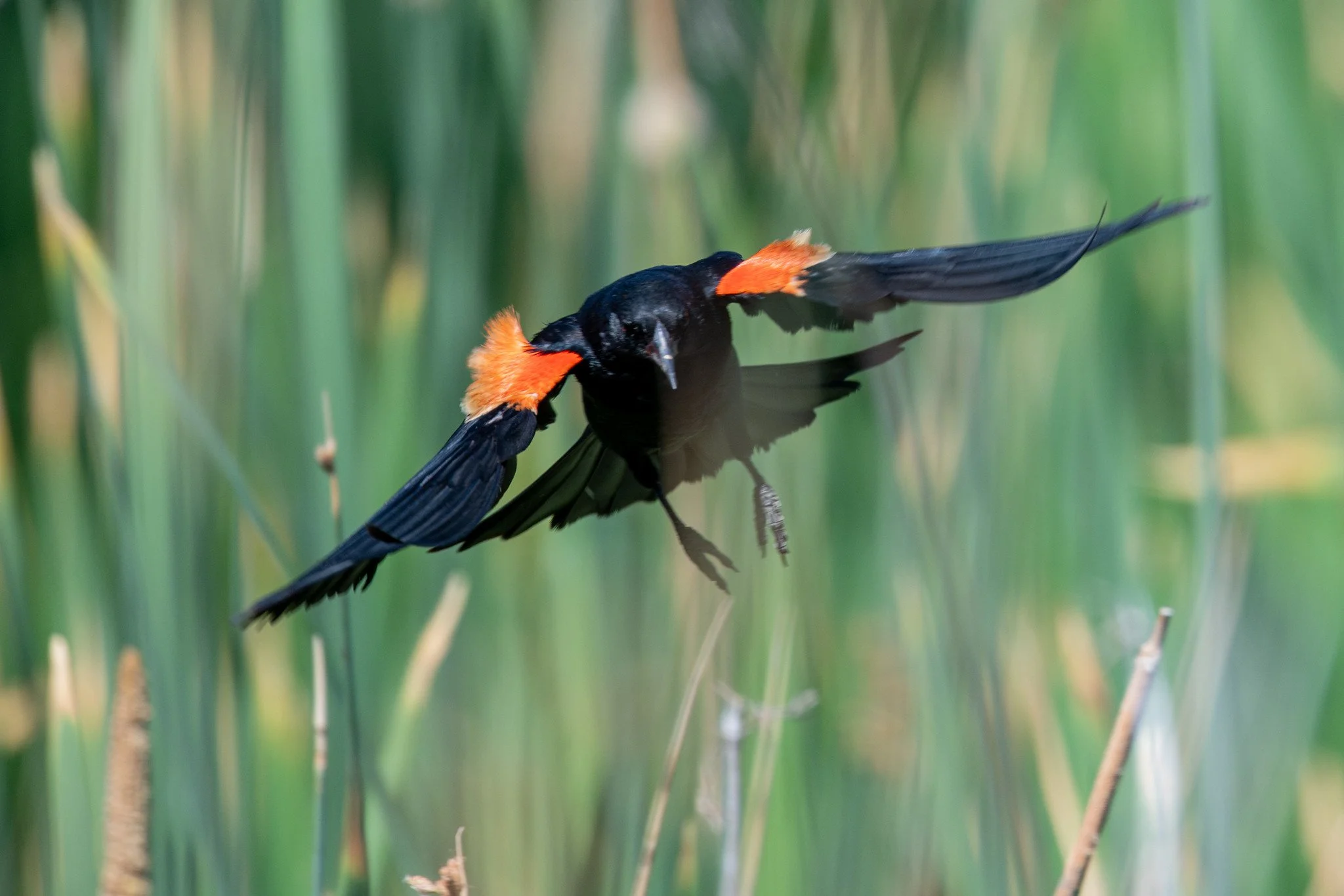 Red-winged Blackbird (Agelaius phoeniceus)