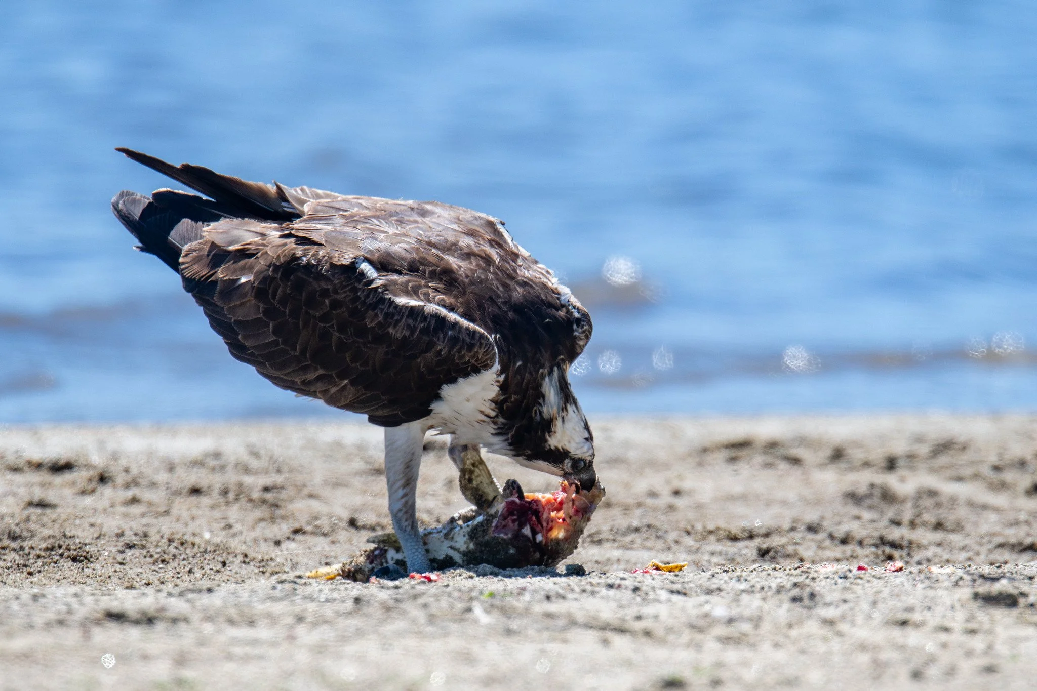 Osprey (Pandion haliaetus)