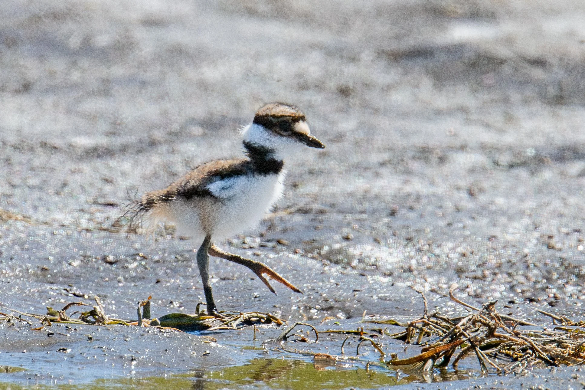 Killdeer (Charadrius vociferus)