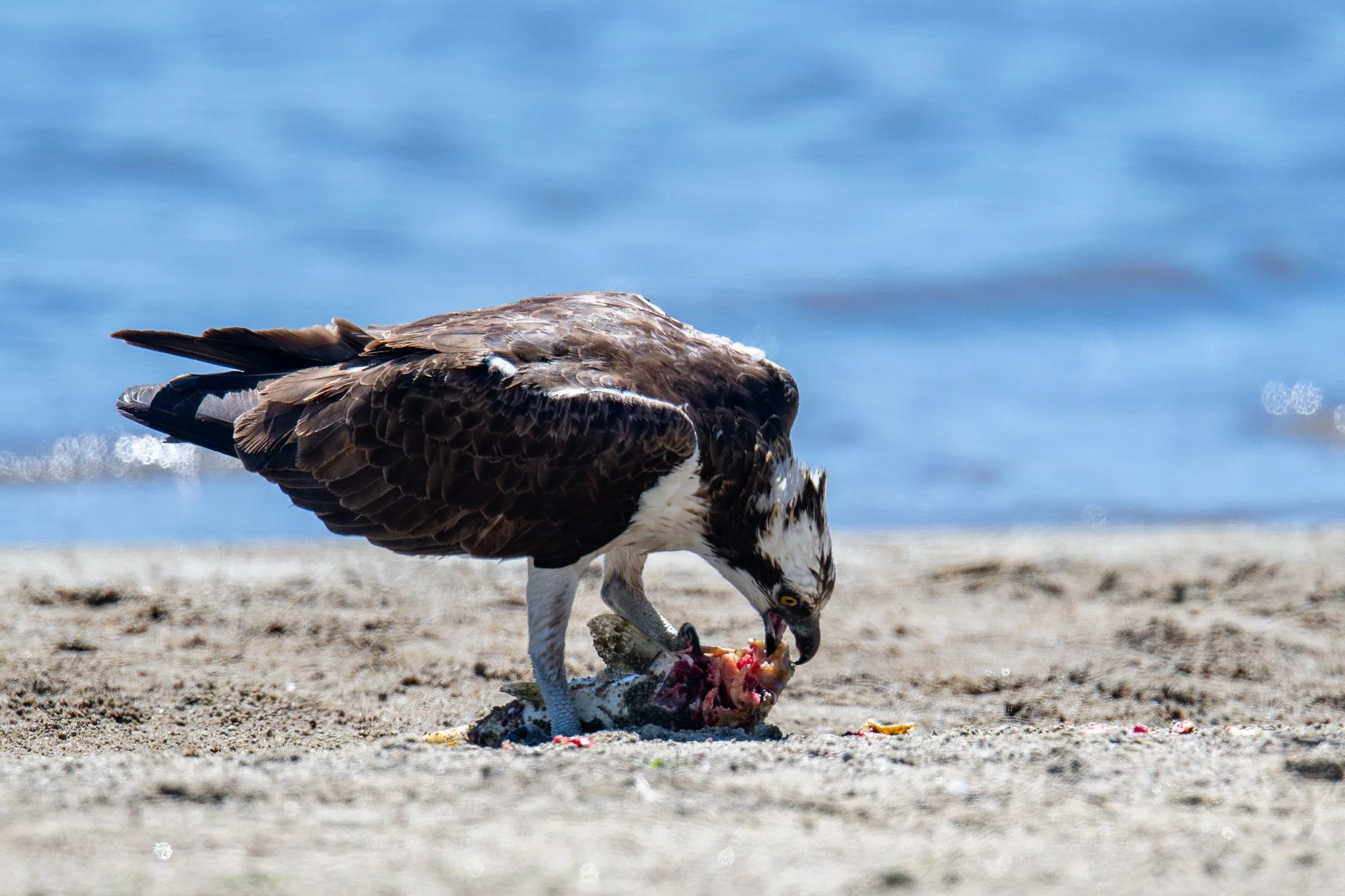 Osprey (Pandion haliaetus)