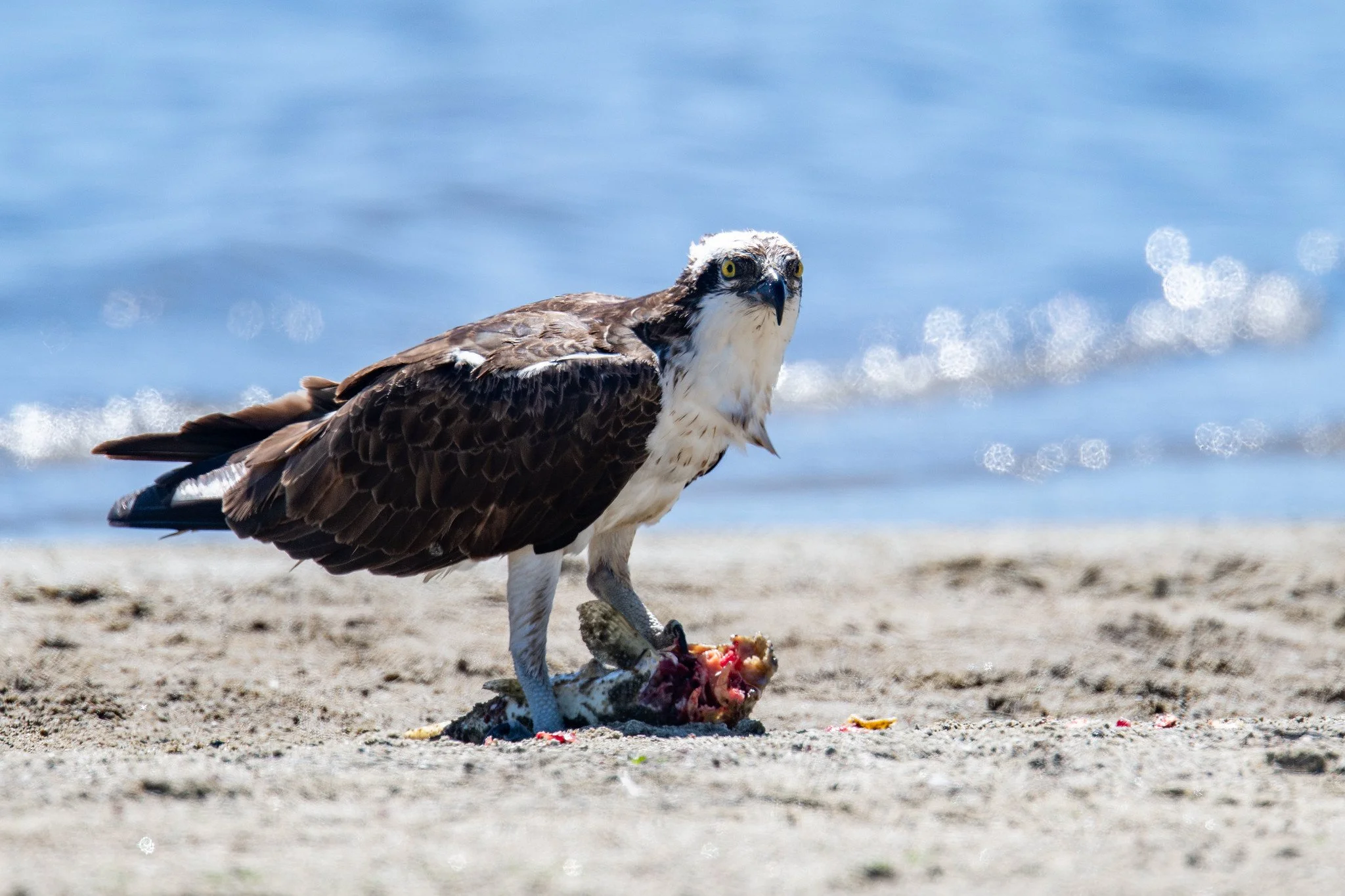 Osprey (Pandion haliaetus)