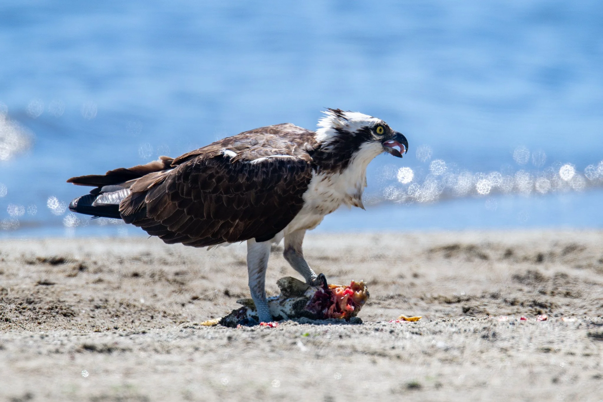 Osprey (Pandion haliaetus)