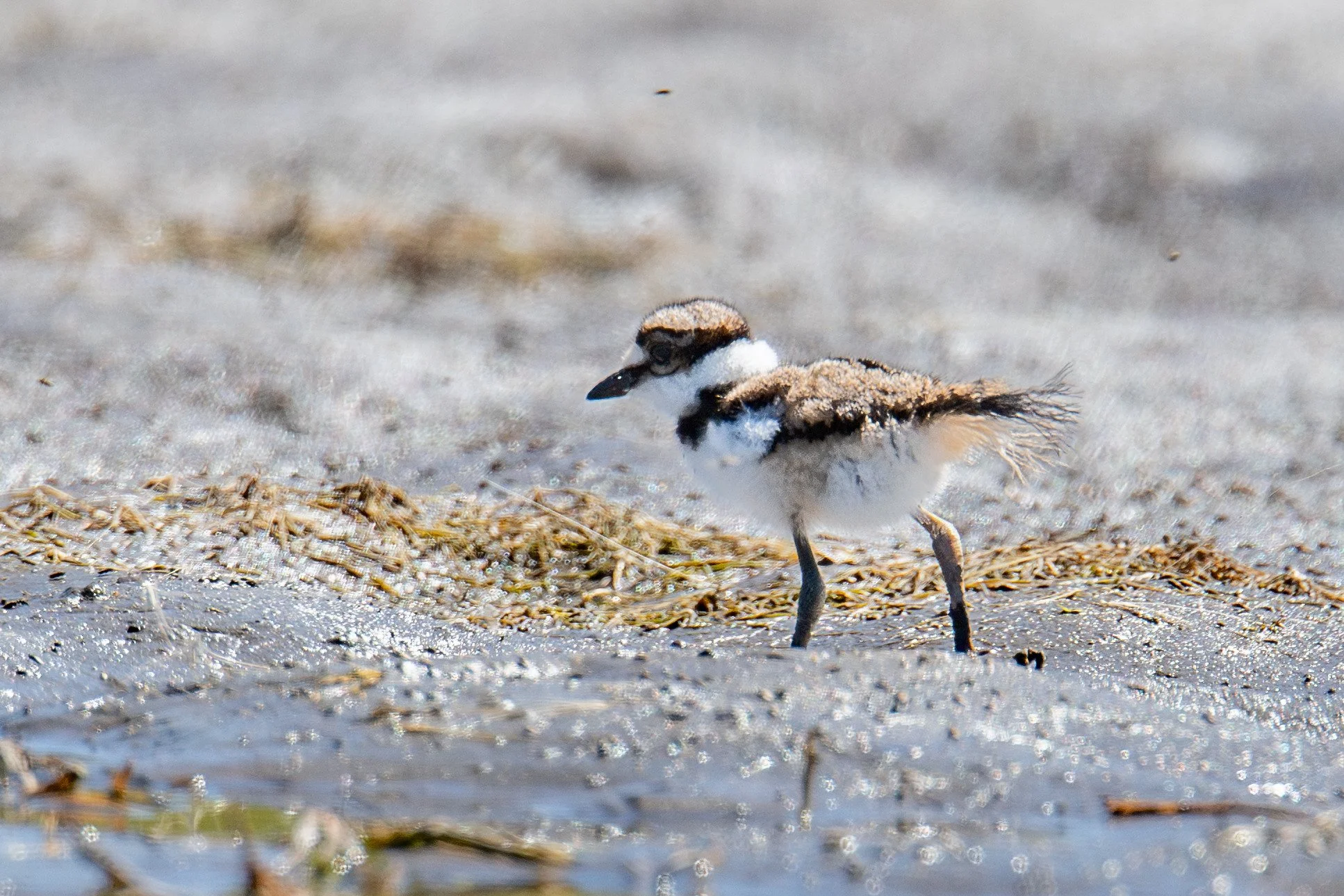 Killdeer (Charadrius vociferus)