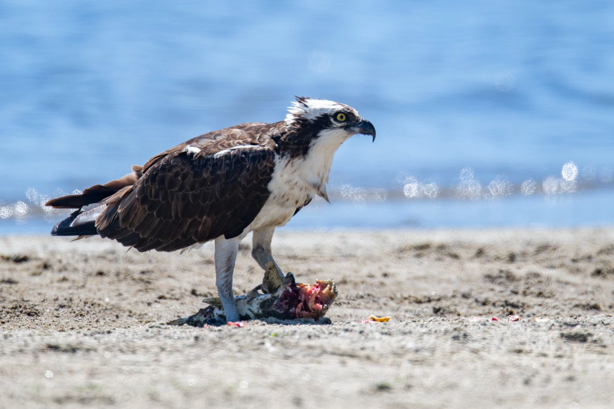 Osprey (Pandion haliaetus)