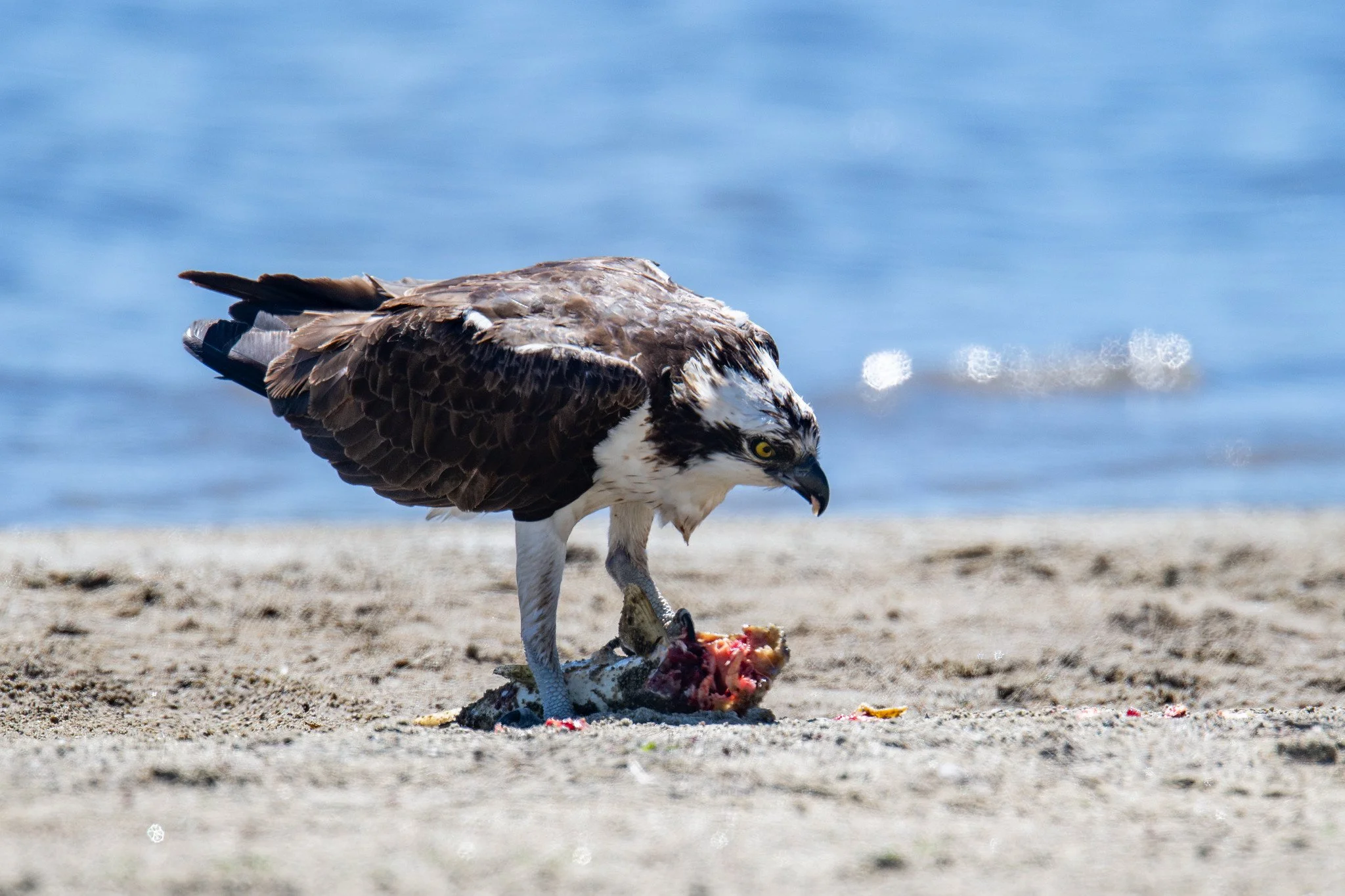 Osprey (Pandion haliaetus)