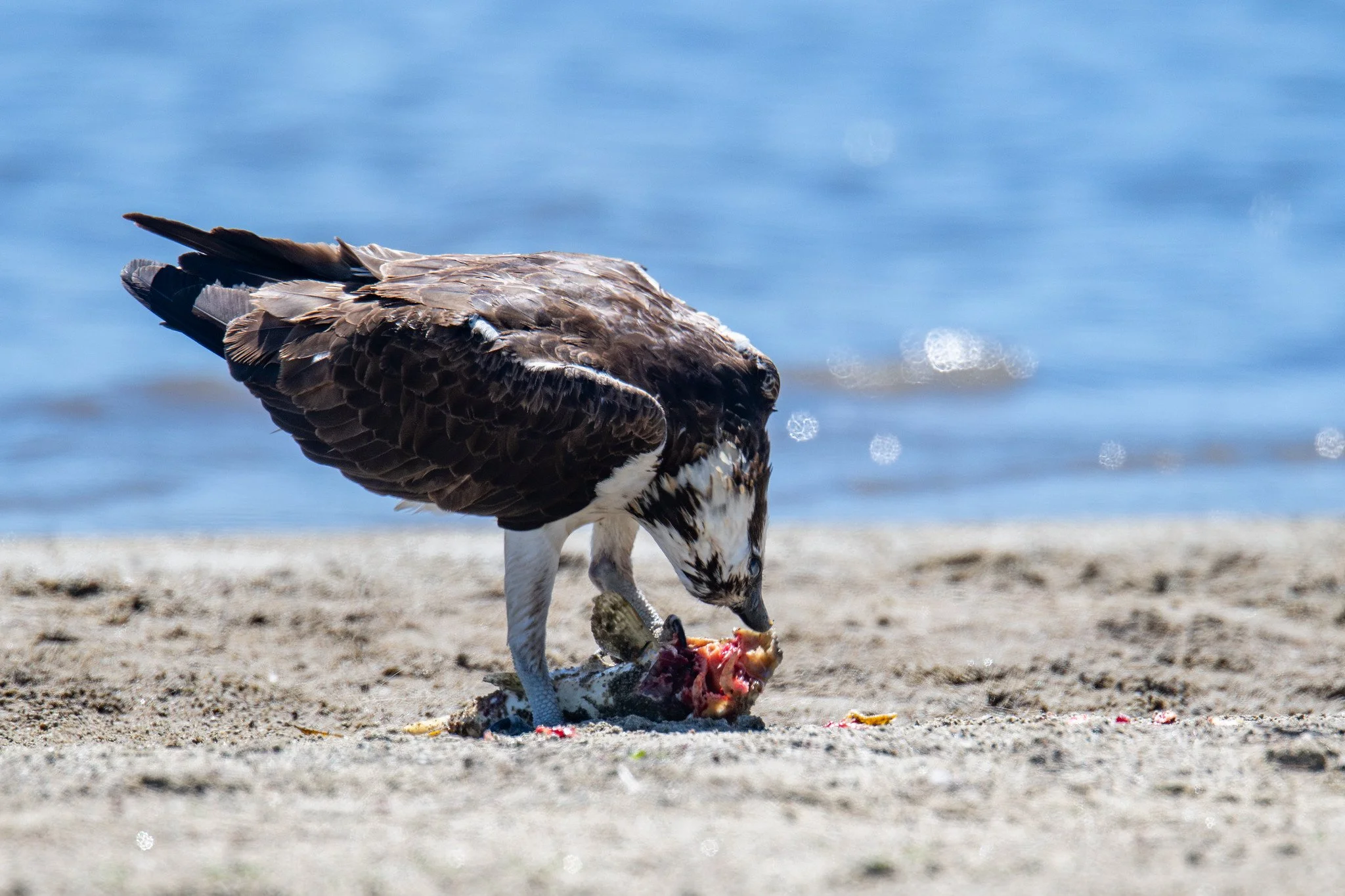 Osprey (Pandion haliaetus)