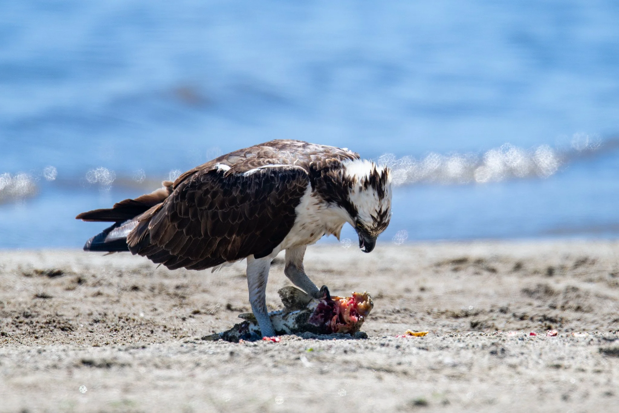 Osprey (Pandion haliaetus)
