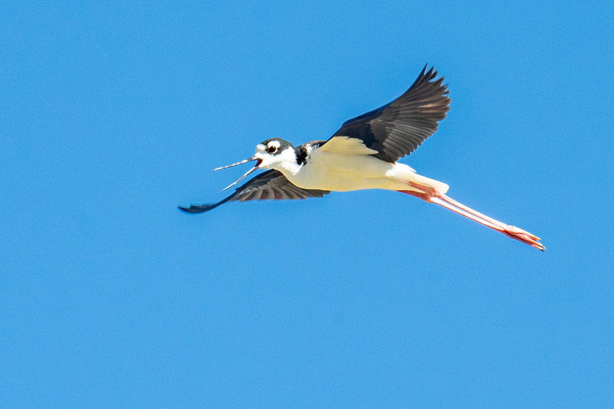 Black-necked Stilt (Himantopus mexicanus)