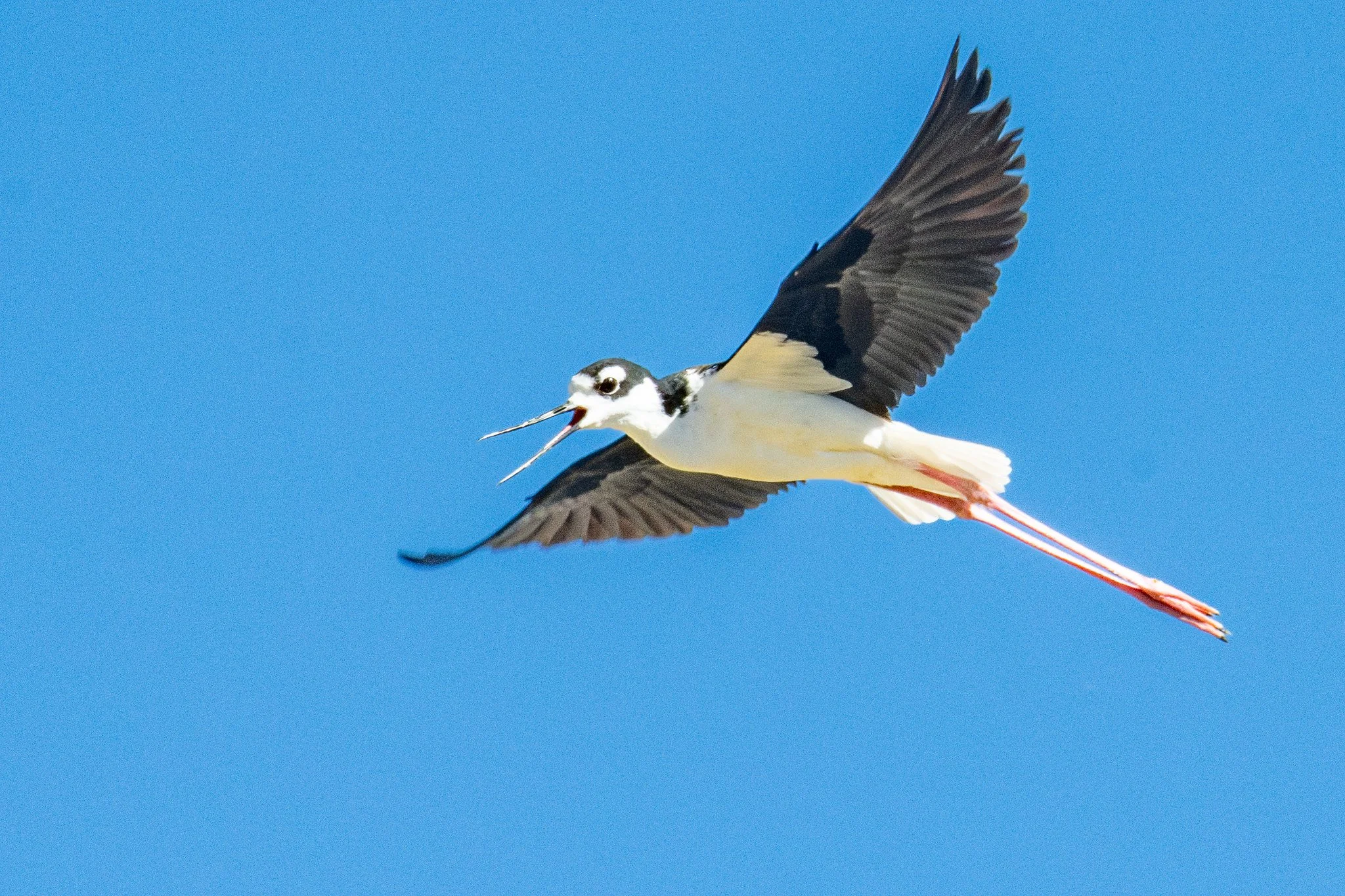Black-necked Stilt (Himantopus mexicanus)