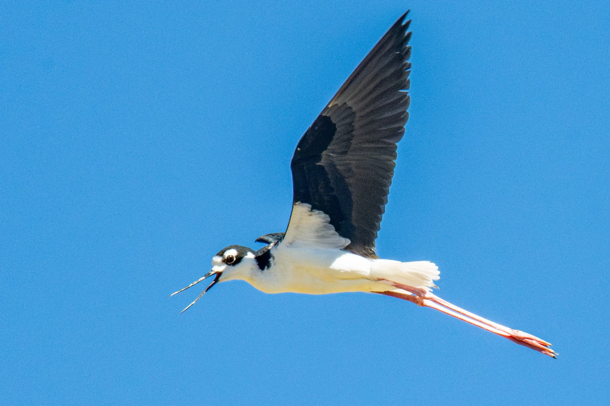 Black-necked Stilt (Himantopus mexicanus)