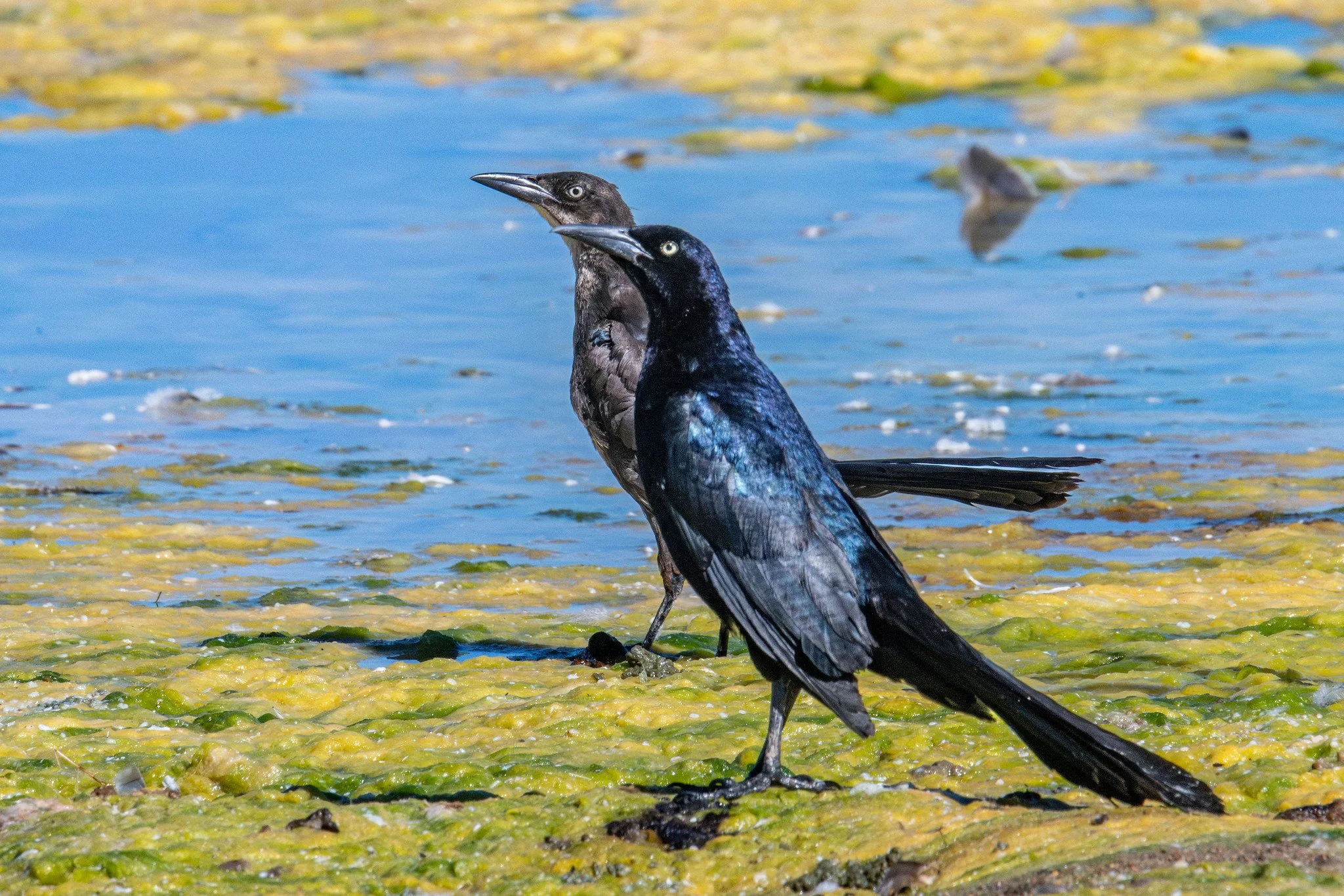 Great-tailed Grackle (Quiscalus mexicanus)