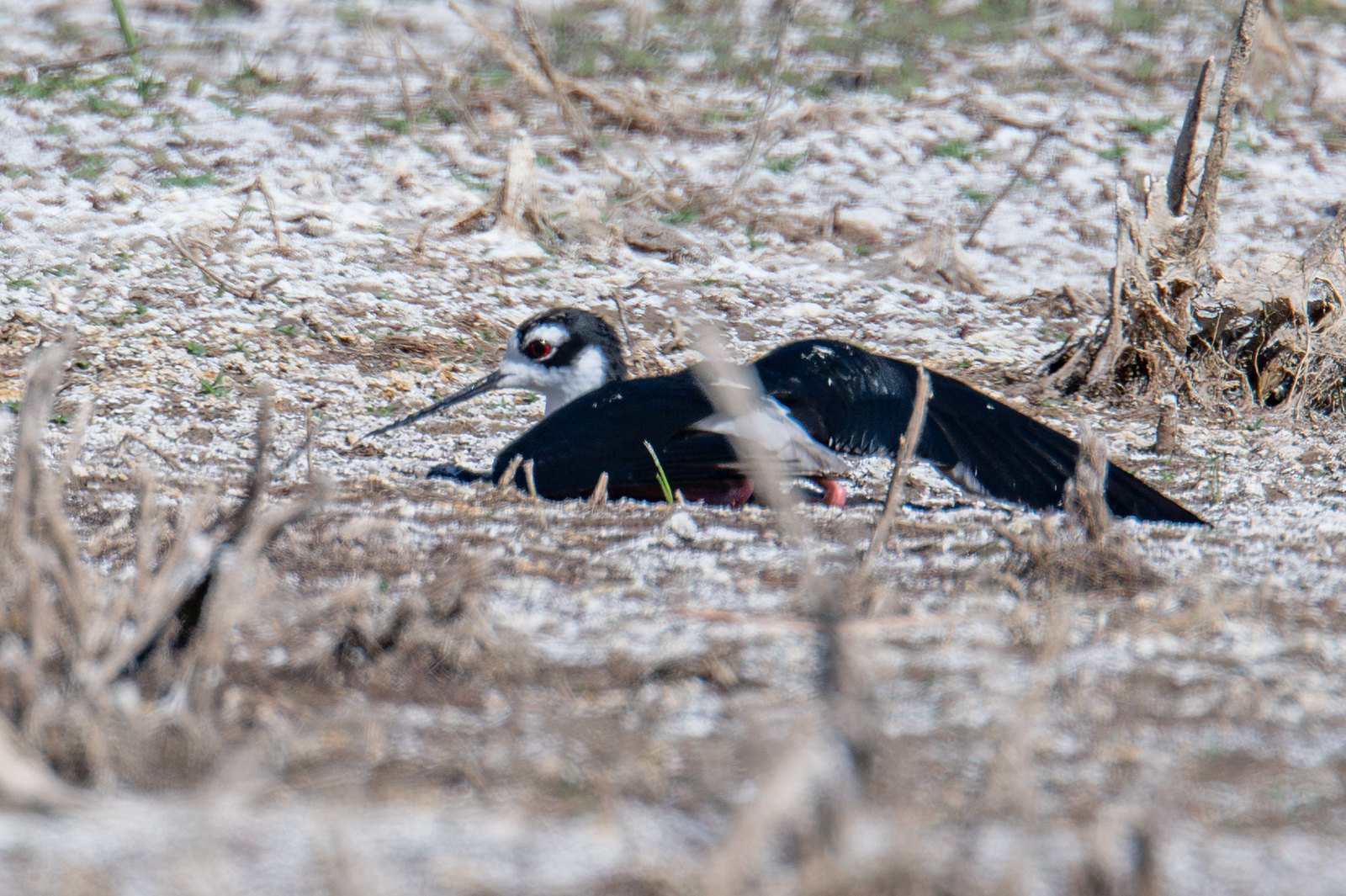 Black-necked Stilt (Himantopus mexicanus)