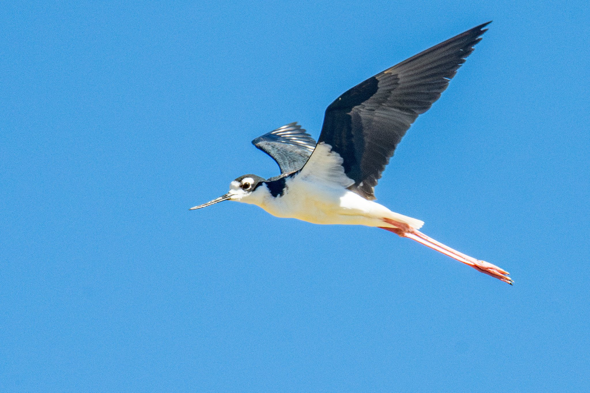 Black-necked Stilt (Himantopus mexicanus)