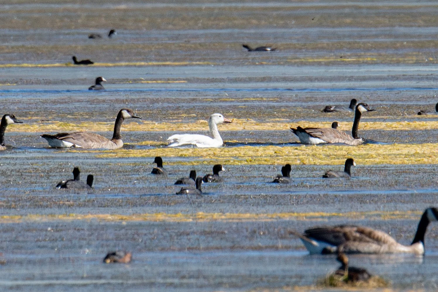 Snow Goose (Anser caerulescens) and Canada Goose (Branta canadensis)