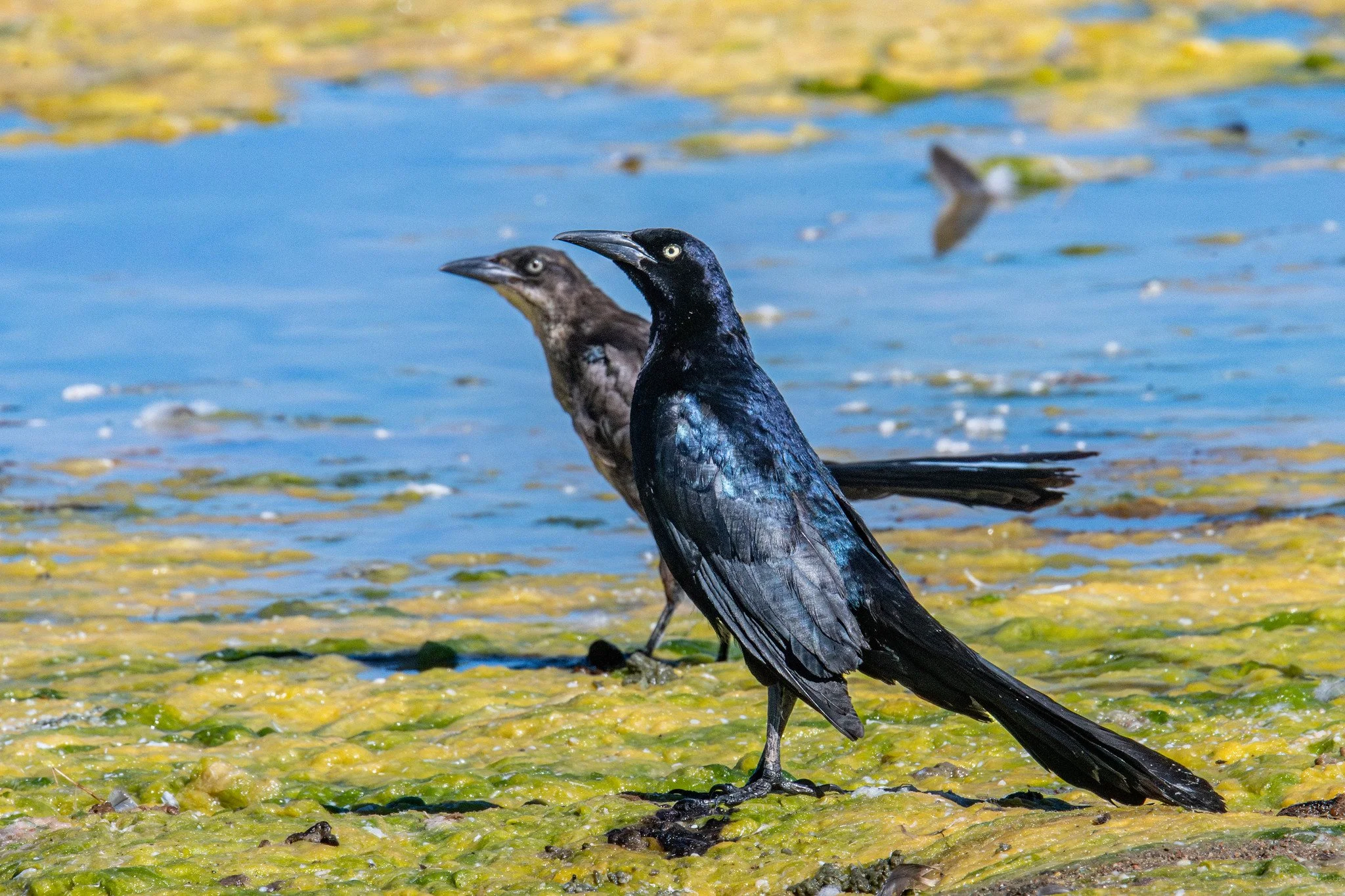 Great-tailed Grackle (Quiscalus mexicanus)