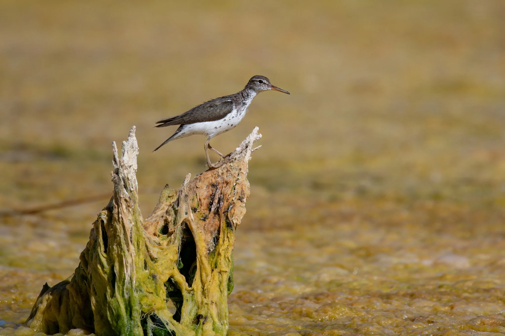 Spotted Sandpiper (Actitis macularius)