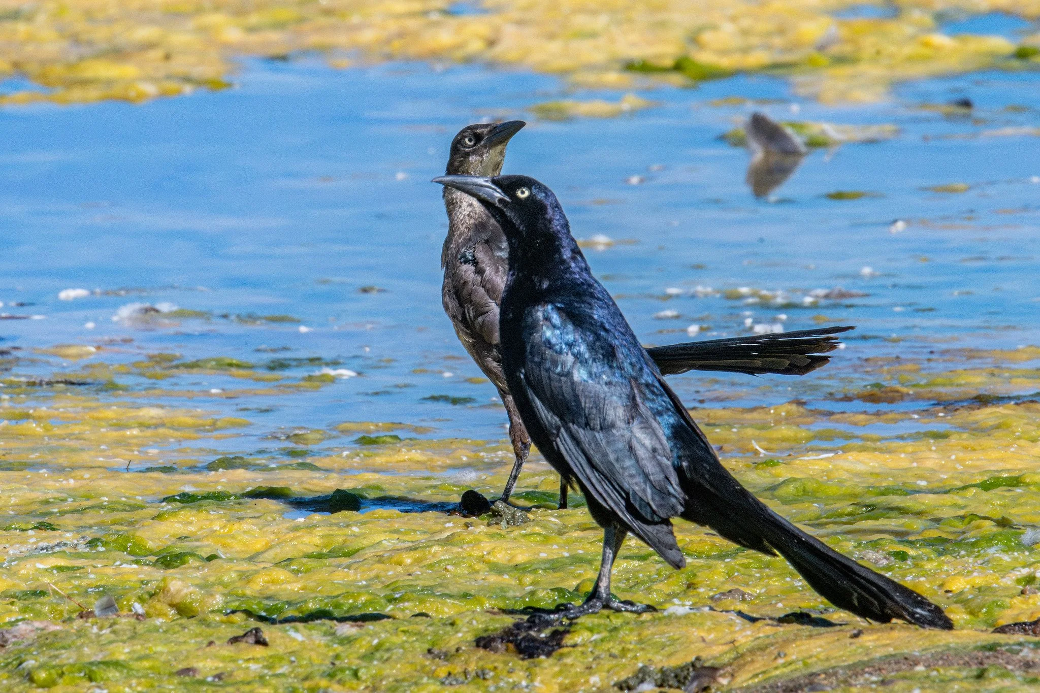 Great-tailed Grackle (Quiscalus mexicanus)