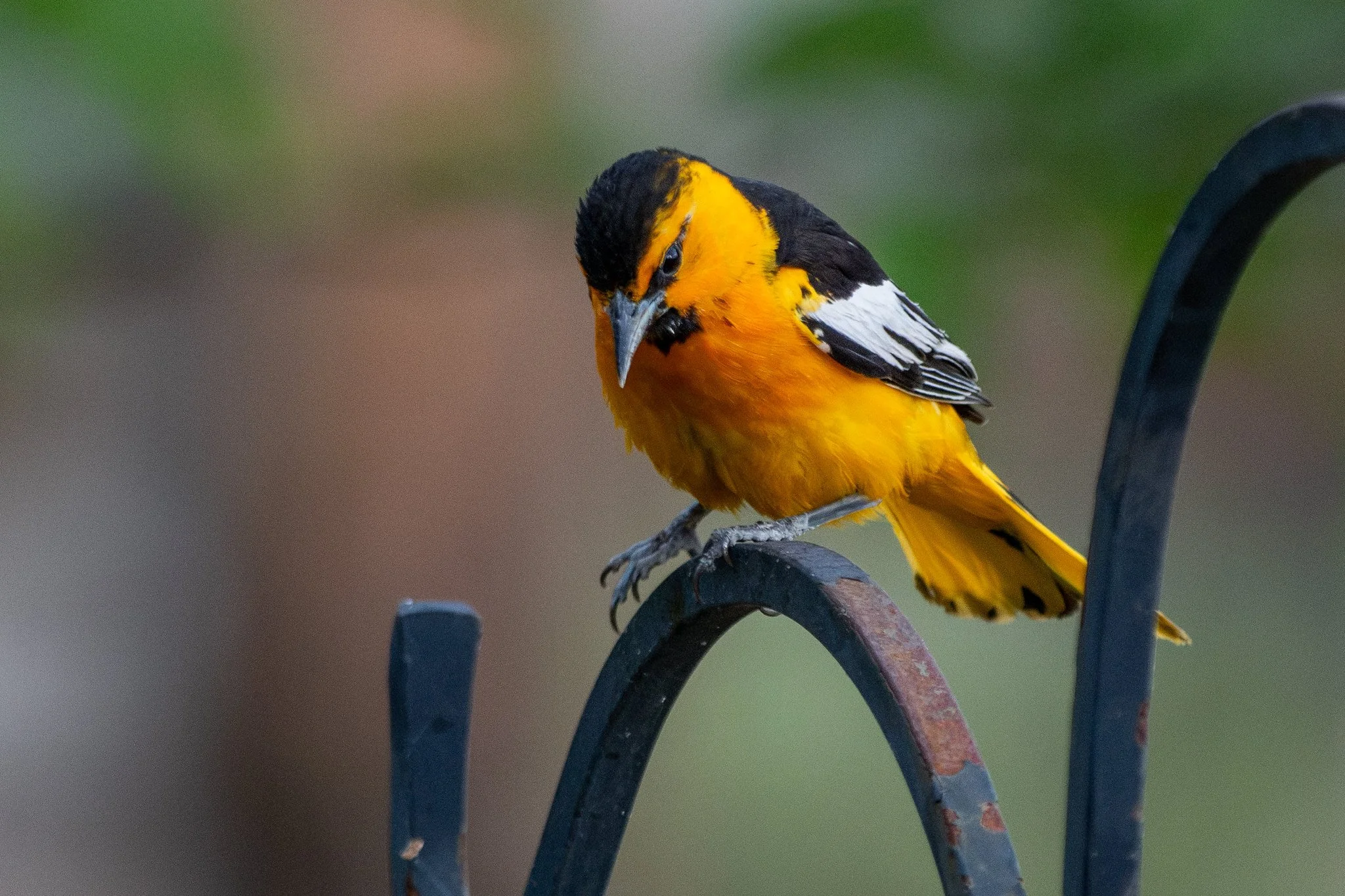 Bullock's Oriole (Icterus bullockii)