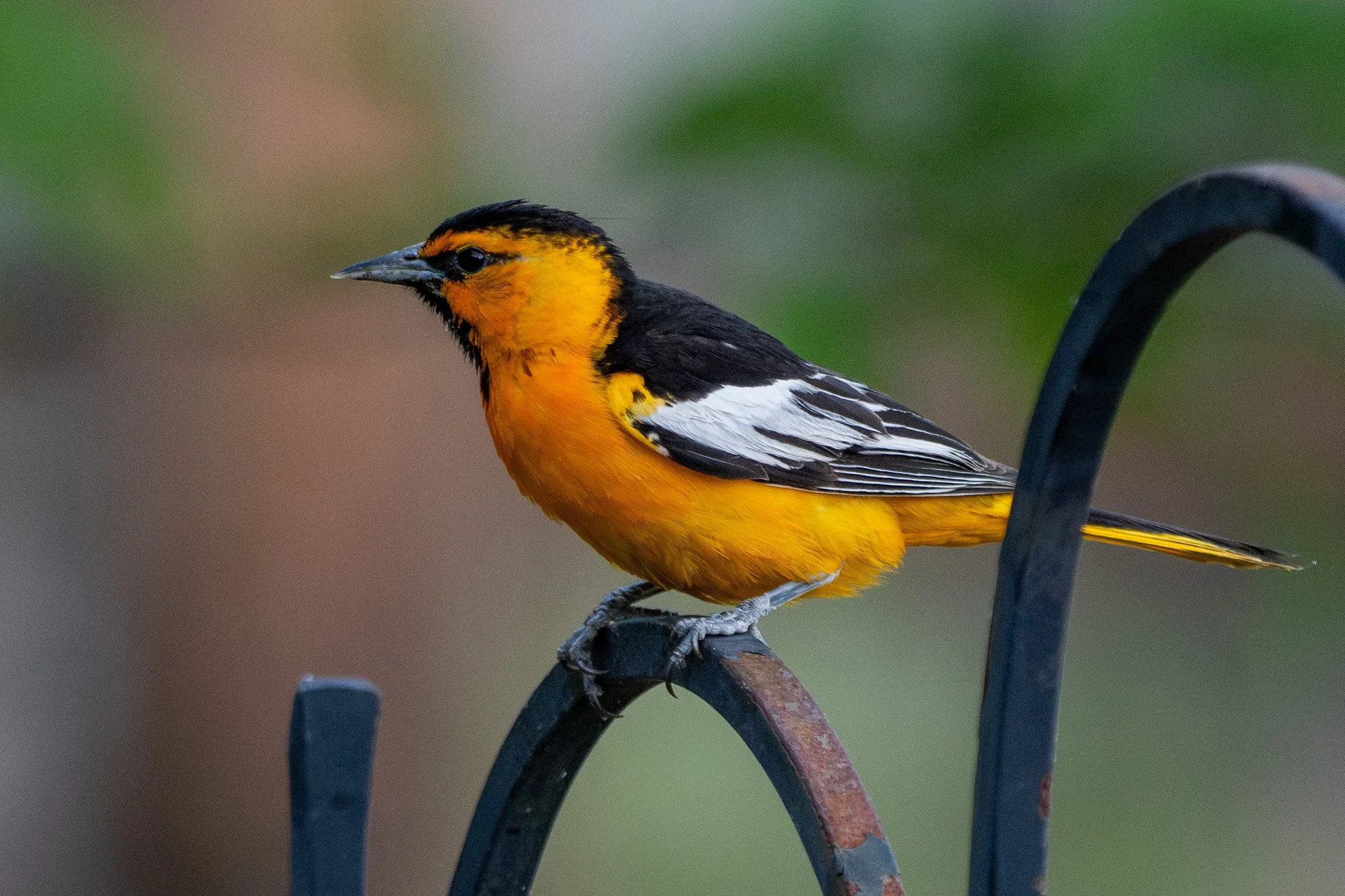Bullock's Oriole (Icterus bullockii)