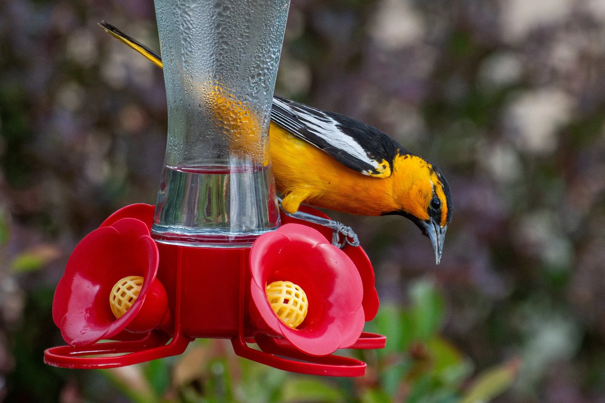 Bullock's Oriole (Icterus bullockii)