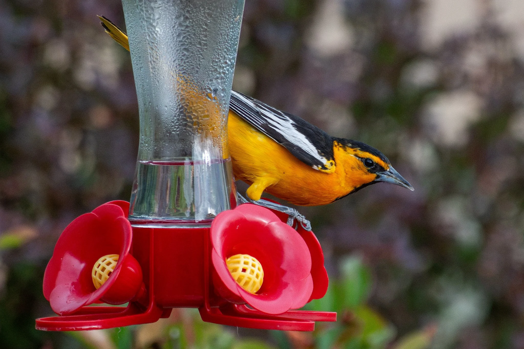 Bullock's Oriole (Icterus bullockii)