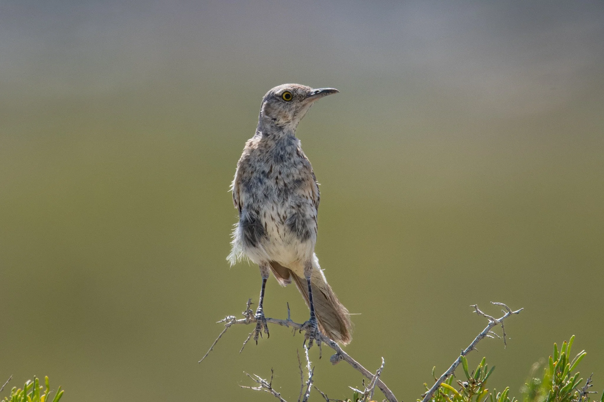 Sage Thrasher (Oreoscoptes montanus)