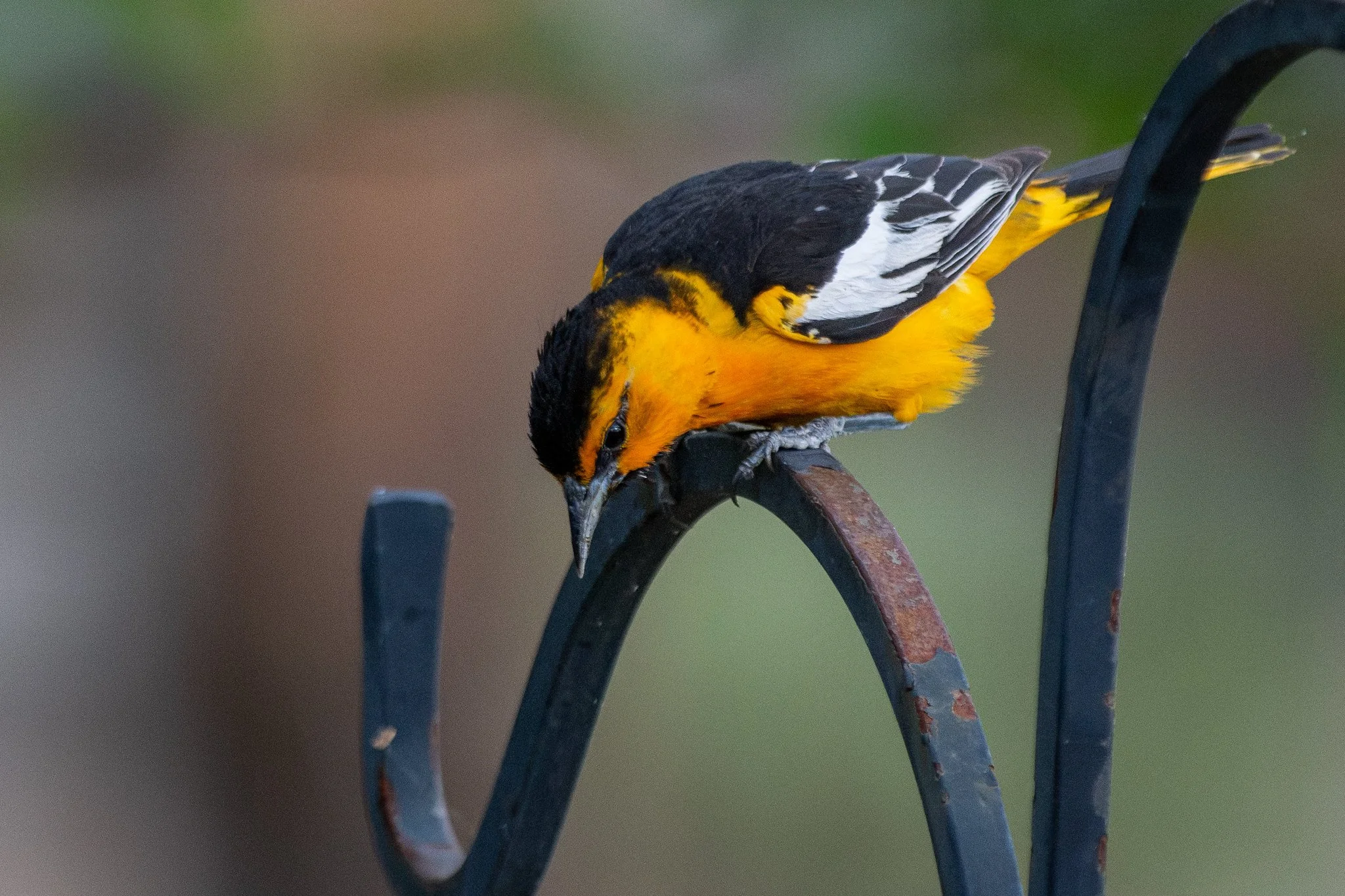 Bullock's Oriole (Icterus bullockii)