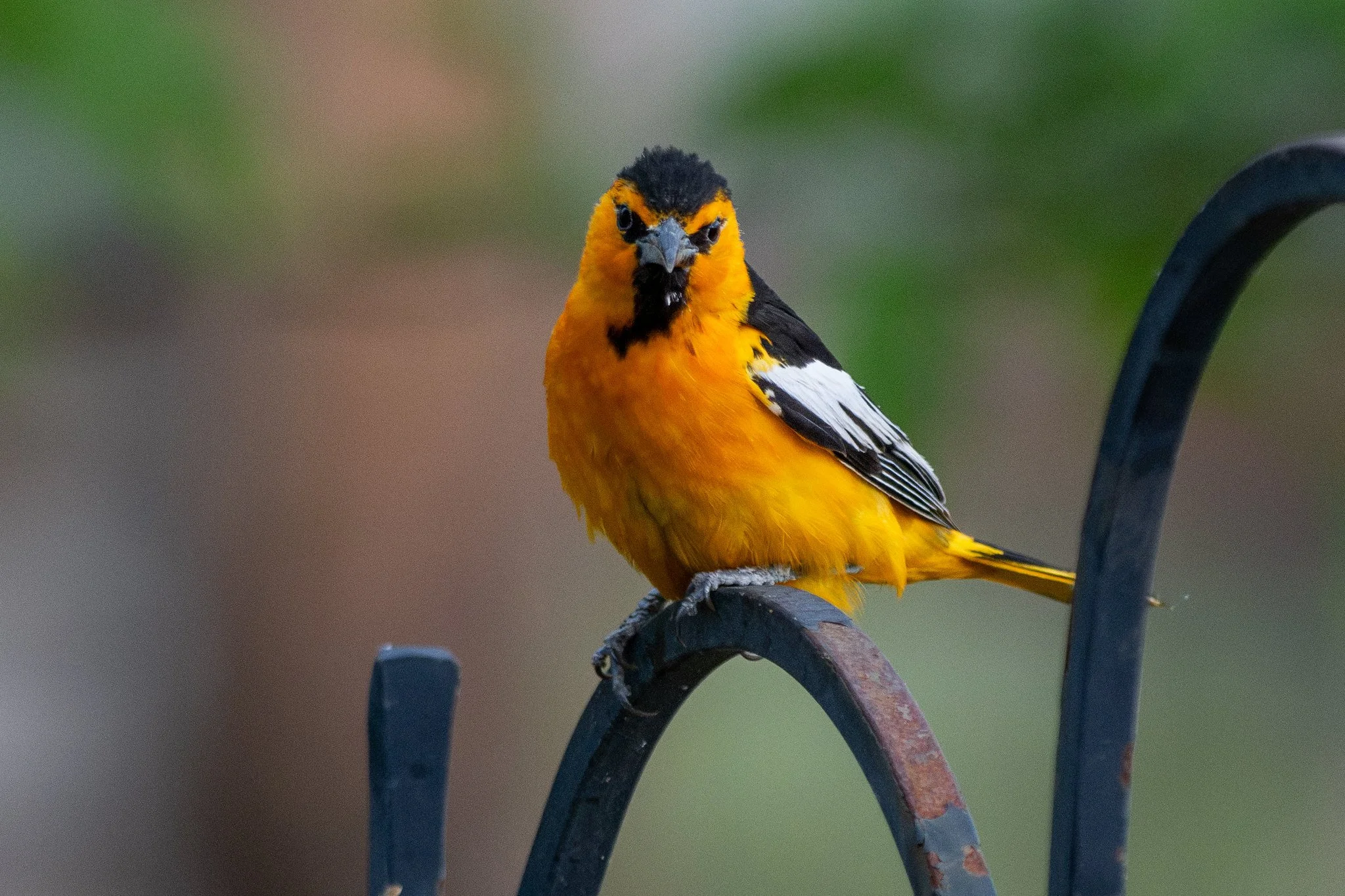Bullock's Oriole (Icterus bullockii)