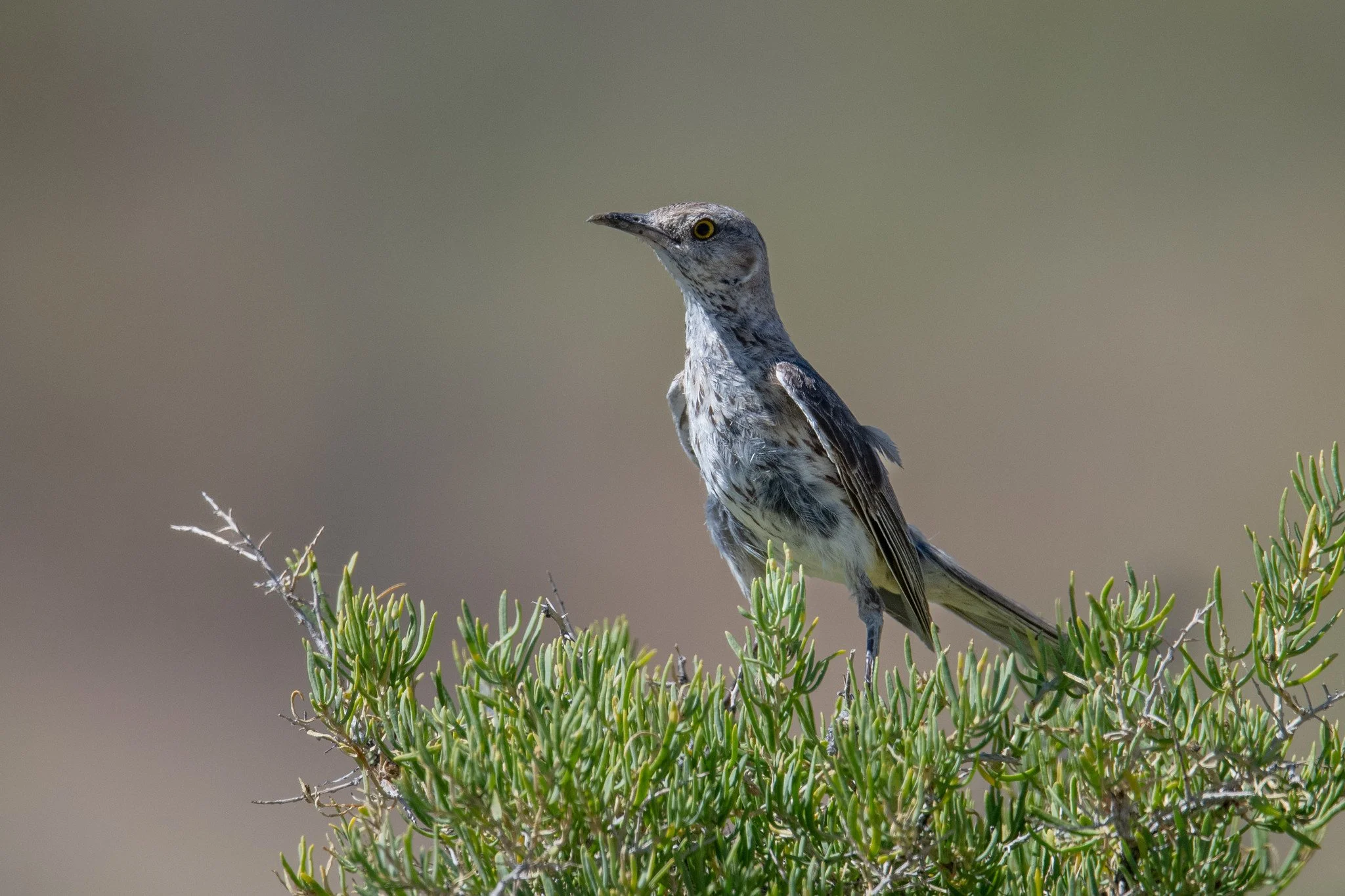 Sage Thrasher (Oreoscoptes montanus)