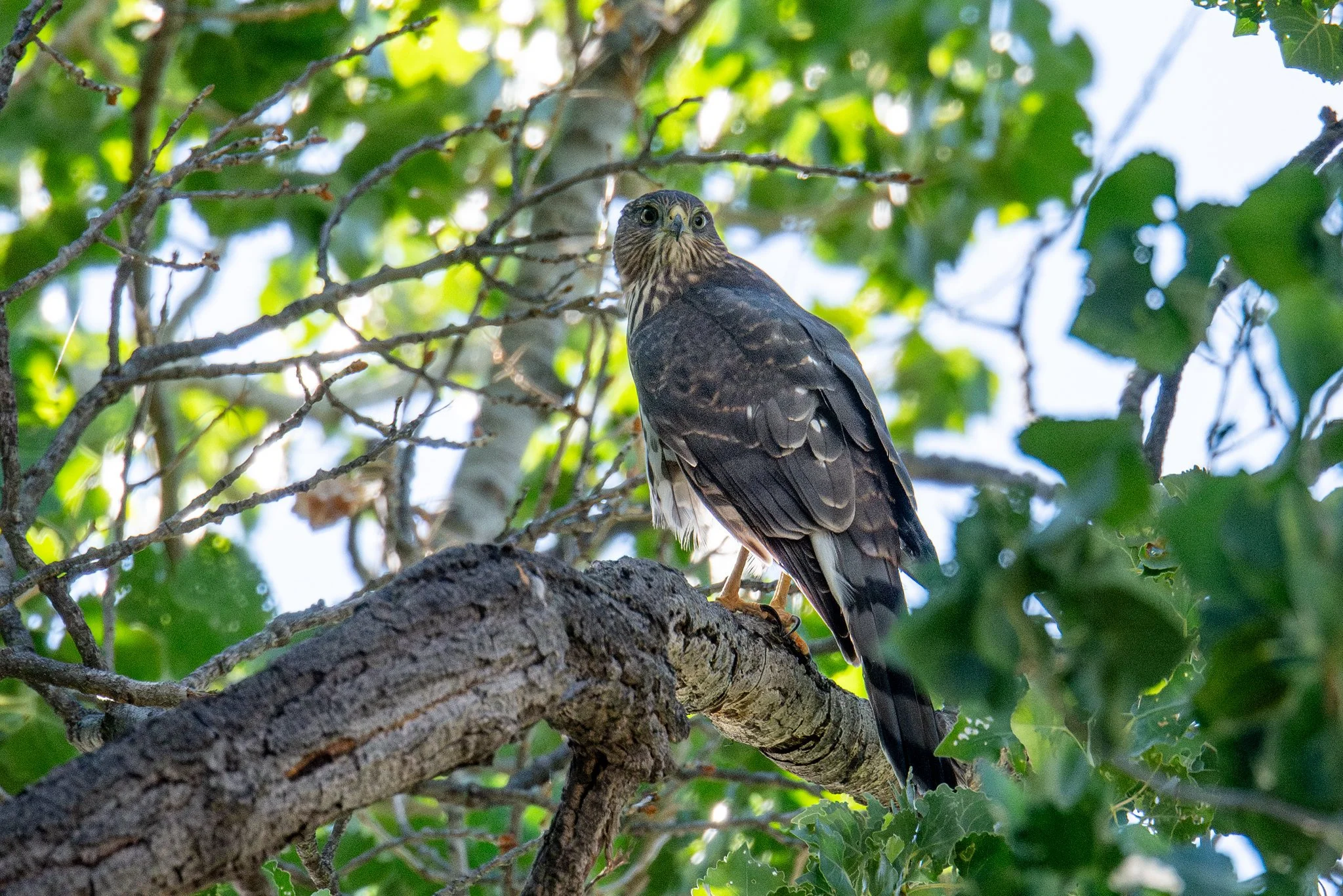 Cooper's Hawk (Astur cooperii)