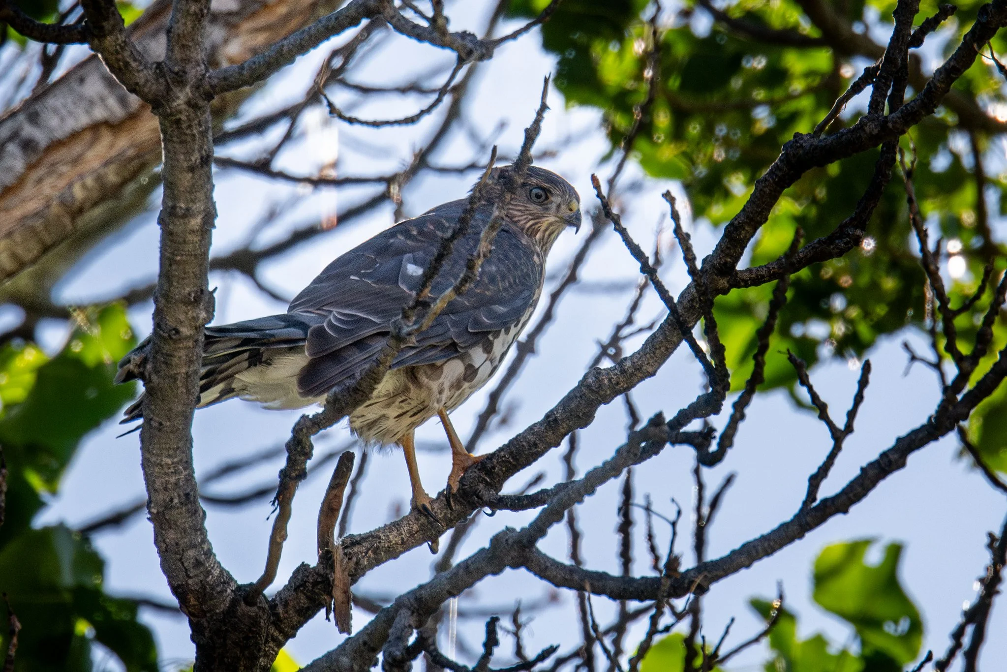 Cooper's Hawk (Astur cooperii)