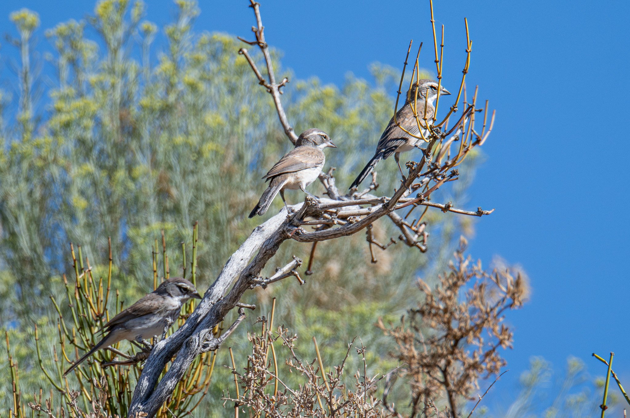 Black-throated Sparrow (Amphispiza bilineata)