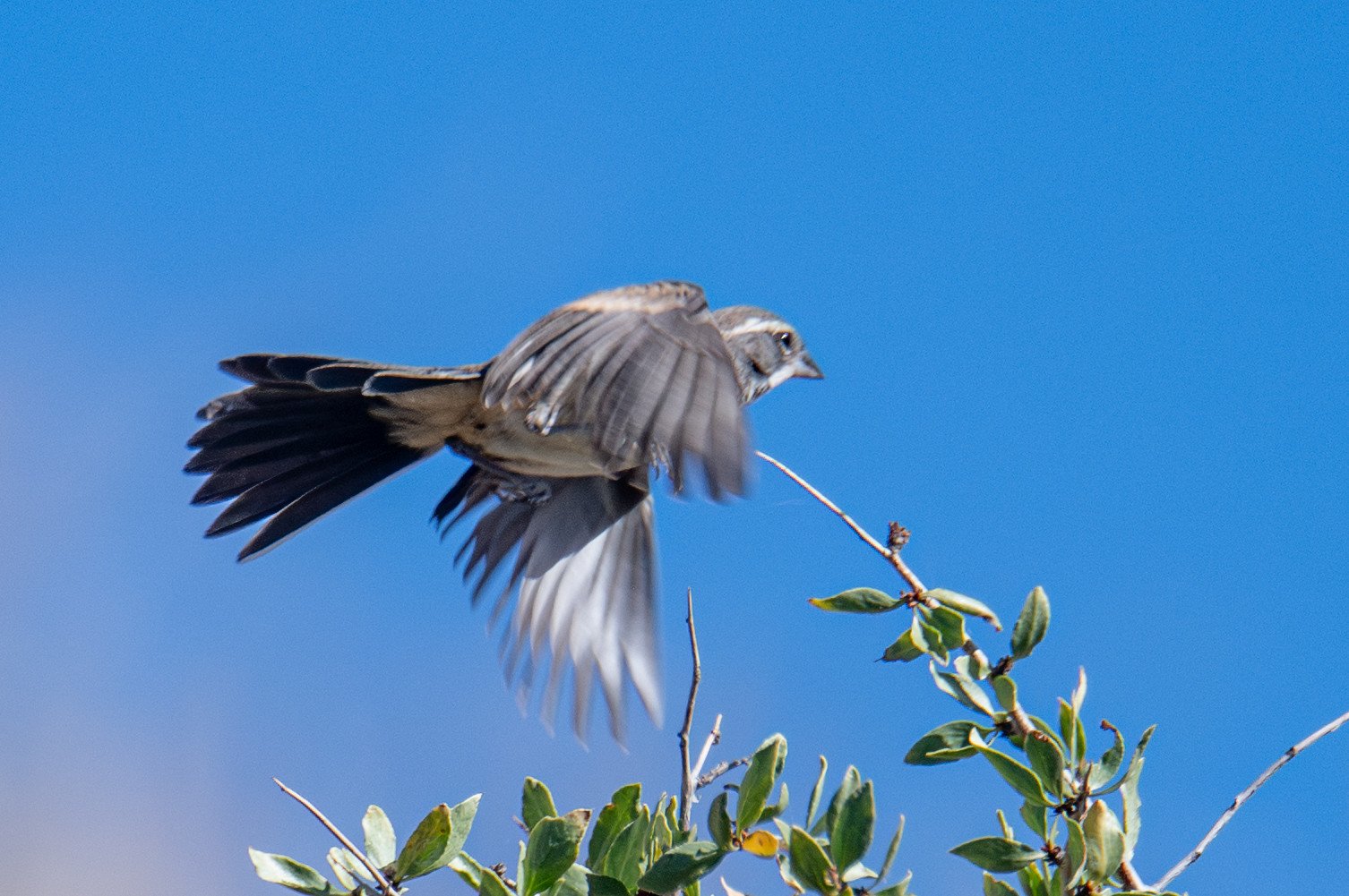 Black-throated Sparrow (Amphispiza bilineata)
